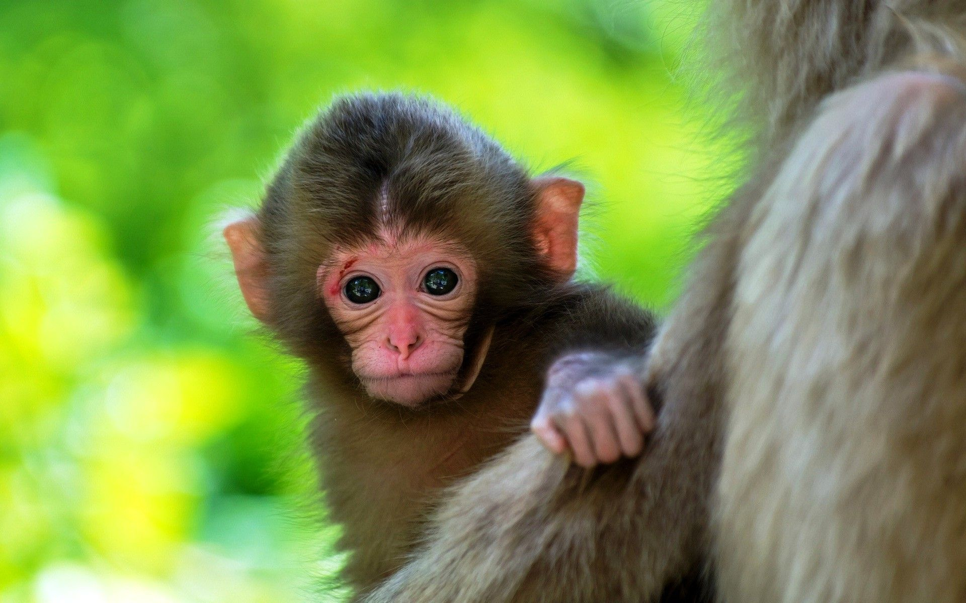 1920x1200 Cute Baby Monkey Wallpapers Top Free Cute Baby Monkey Backgrounds