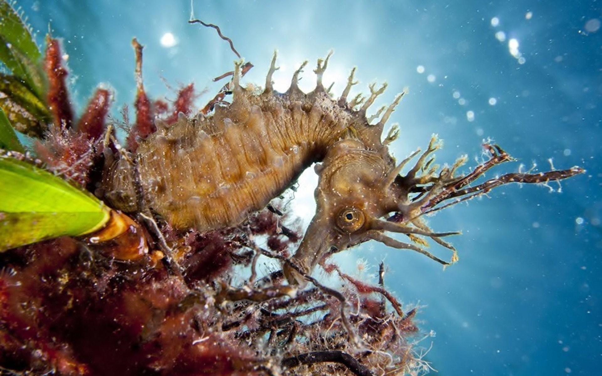 1920x1200 10+ Seahorse HD Wallpapers and Backgrounds