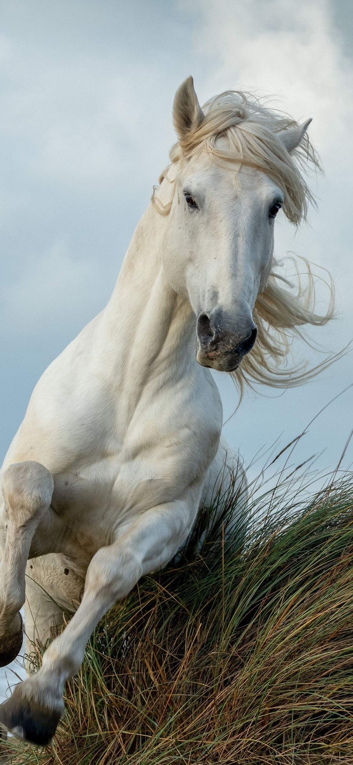 1125x2436 Download white horse, run, animal wallpaper, iphone x, hd image, background, 26277