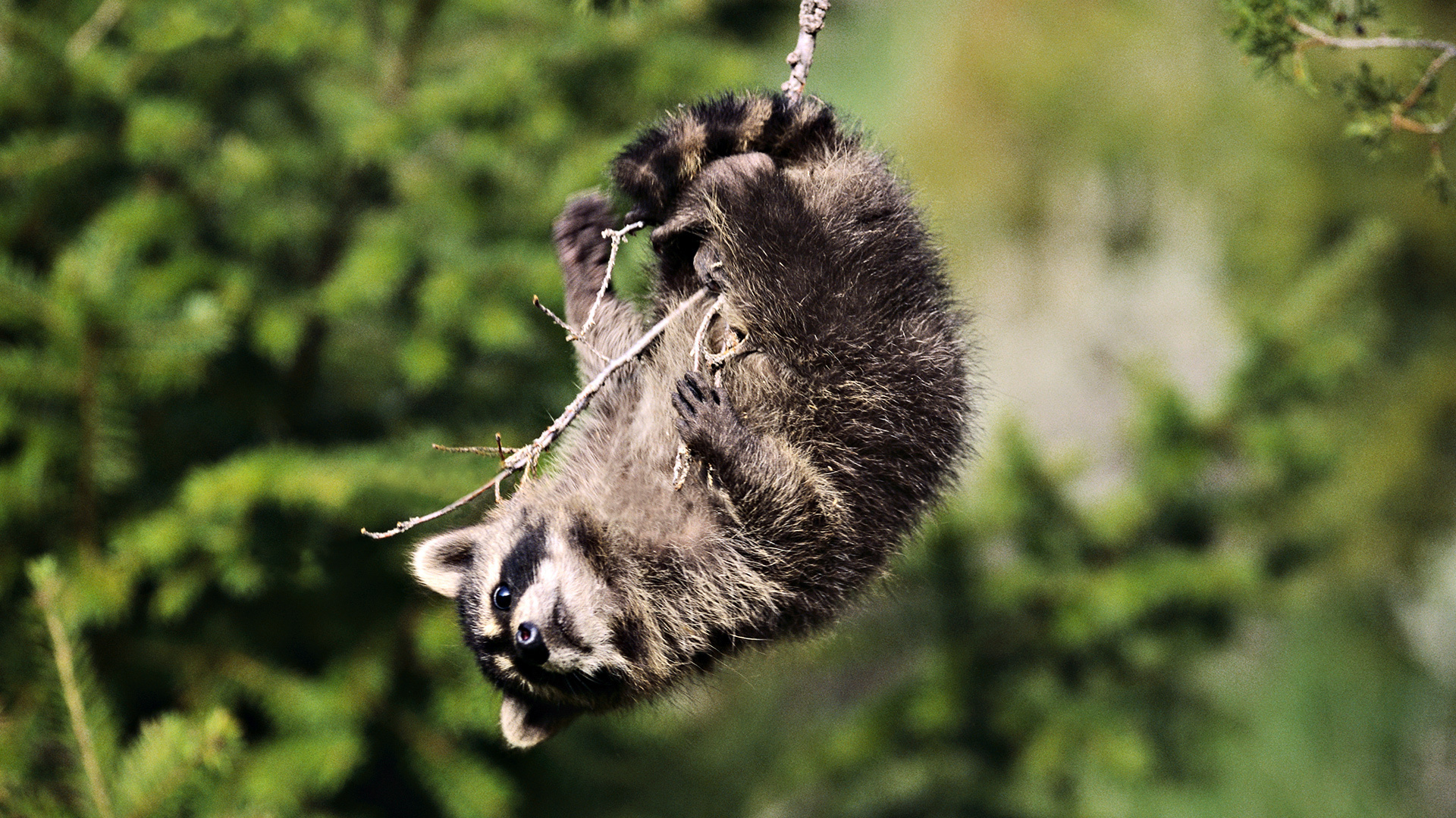 1920x1080 210+ Raccoon HD Wallpapers and Backgrounds