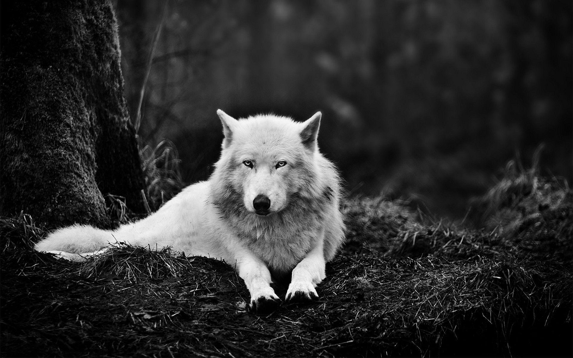 1920x1200 White Wolf Wallpapers