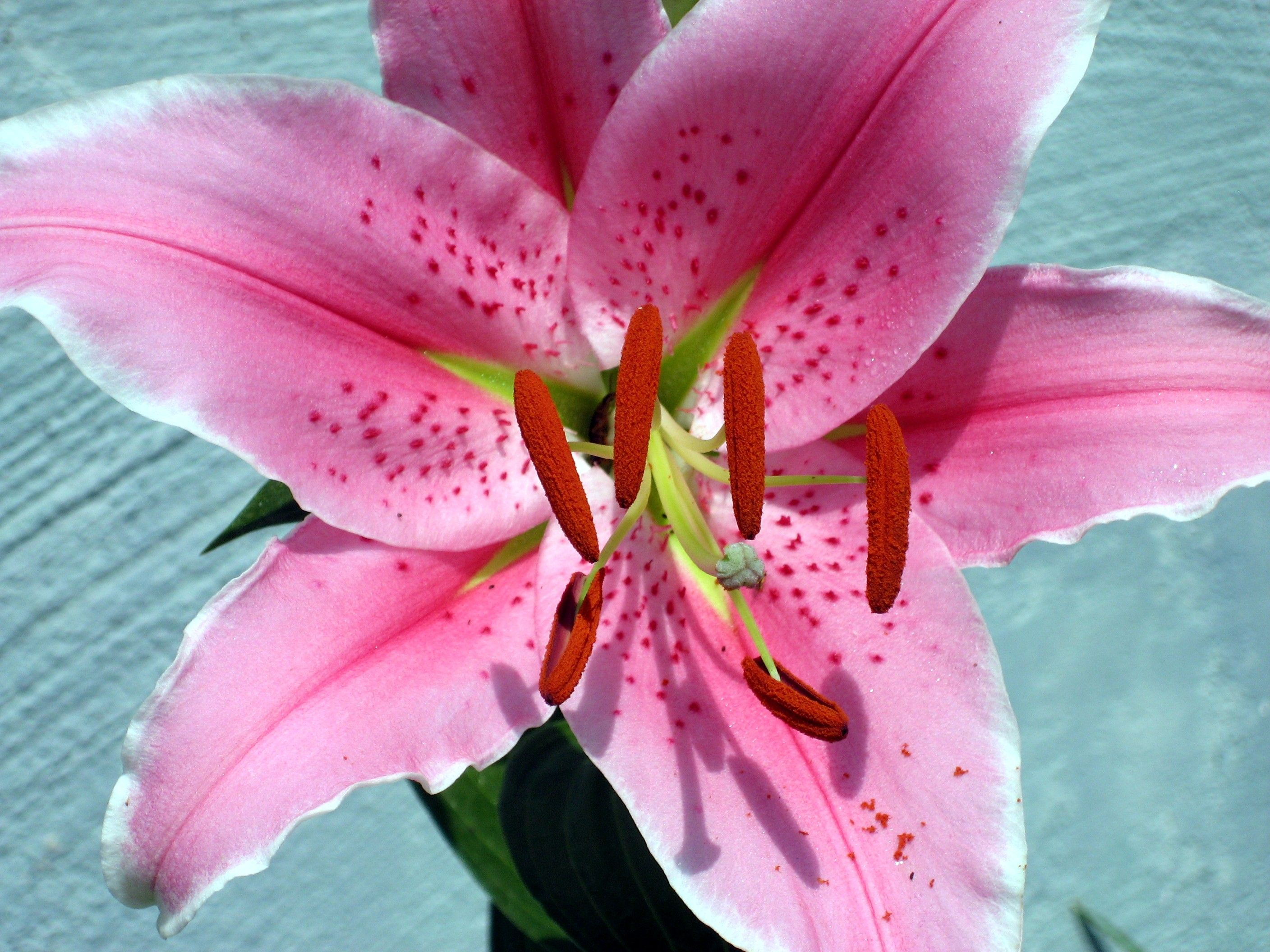 2816x2112 Stargazer Lily | Stargazer lily, Lily flower, Flowers