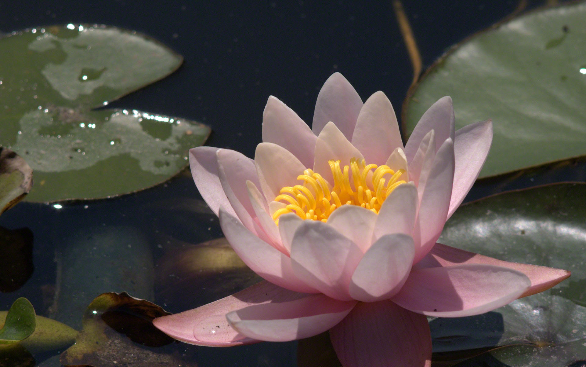 1920x1201 water lily