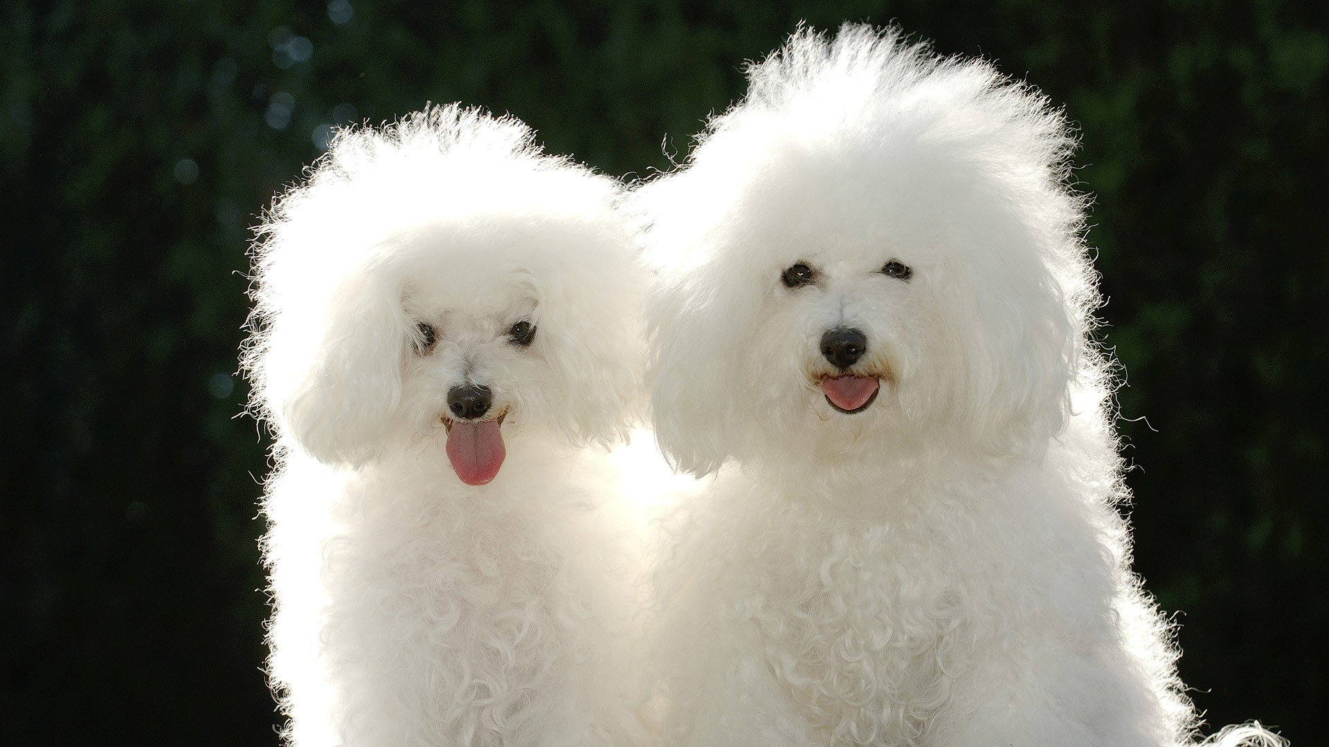 1920x1080 Wallpaper : px, animals, dogs, poodle 4kWallpaper 1642871 HD Wallpapers
