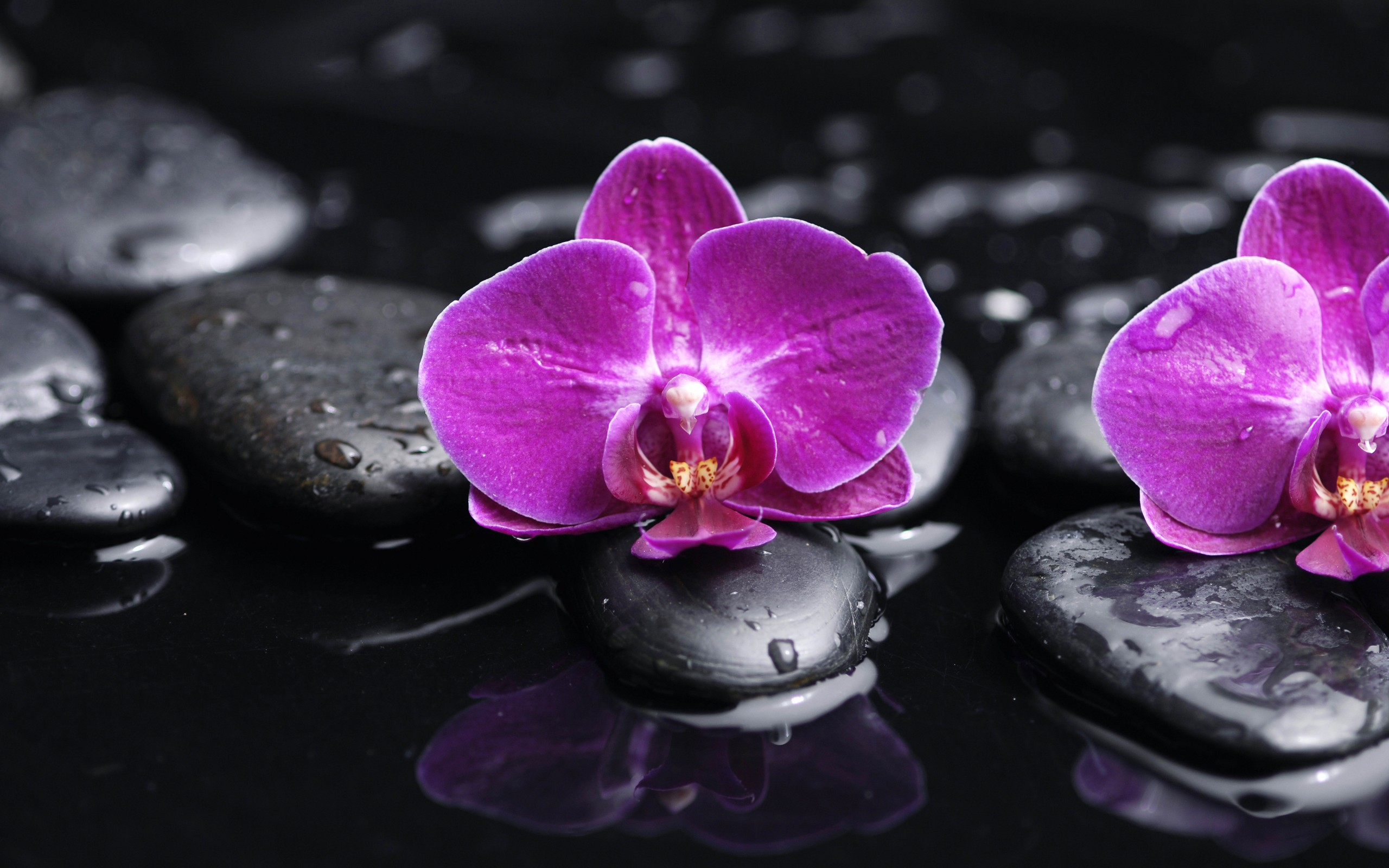 2560x1600 250+ Orchid HD Wallpapers and Backgrounds