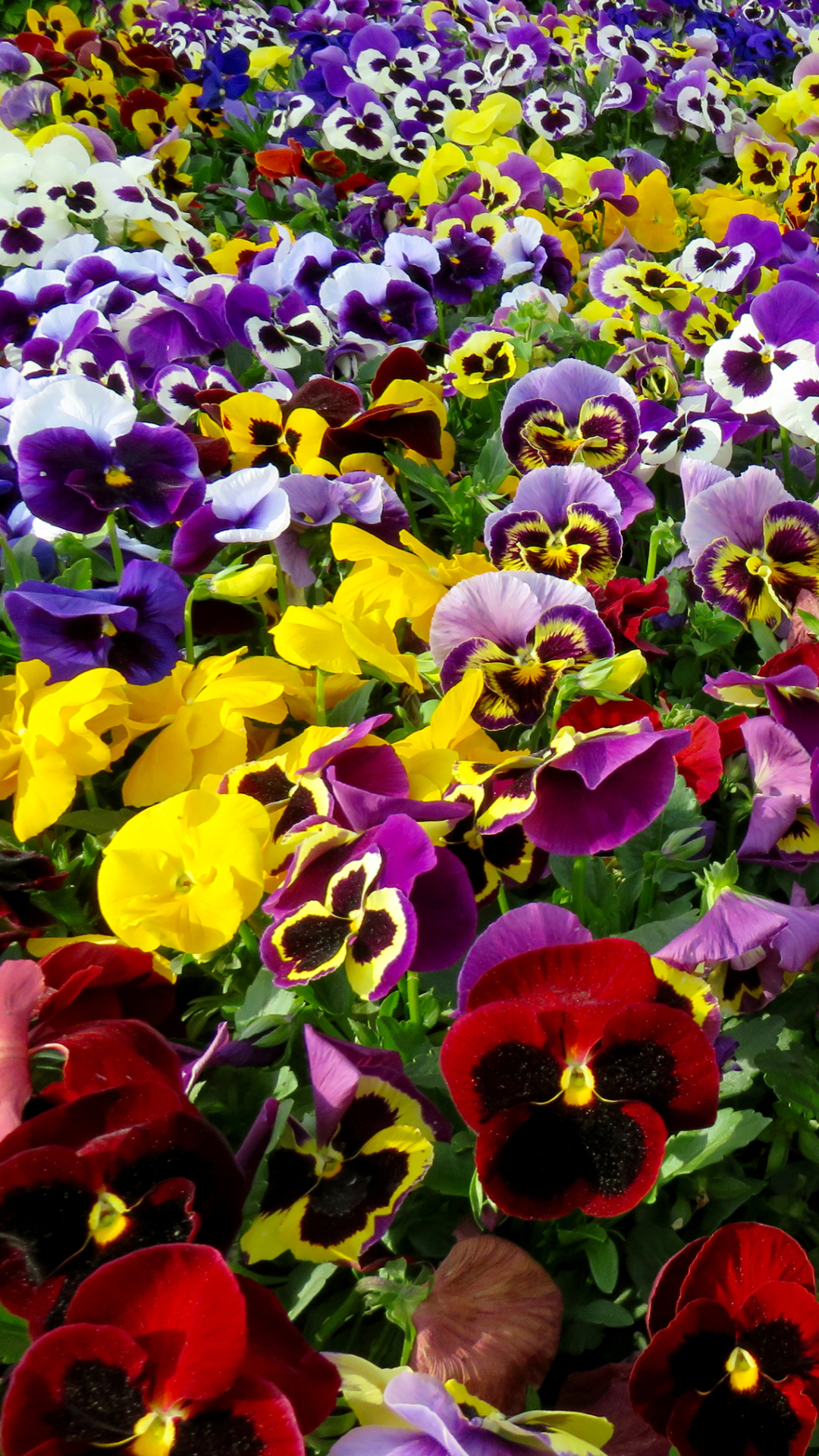 1080x1920 Field of Pansies Mobile Abyss