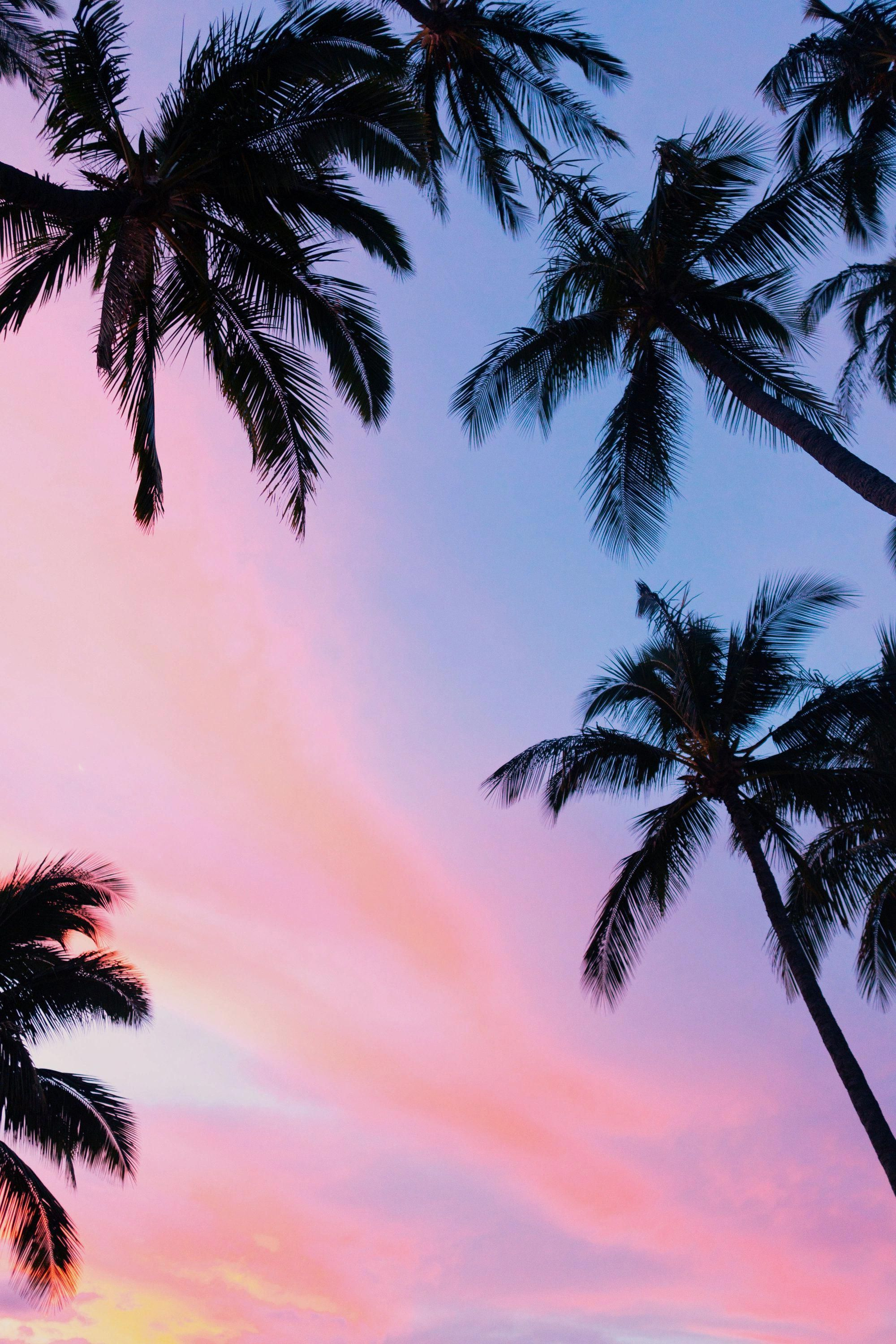2000x3000 Sunset Palm Tree Wallpaper Awesome Free HD Wallpapers