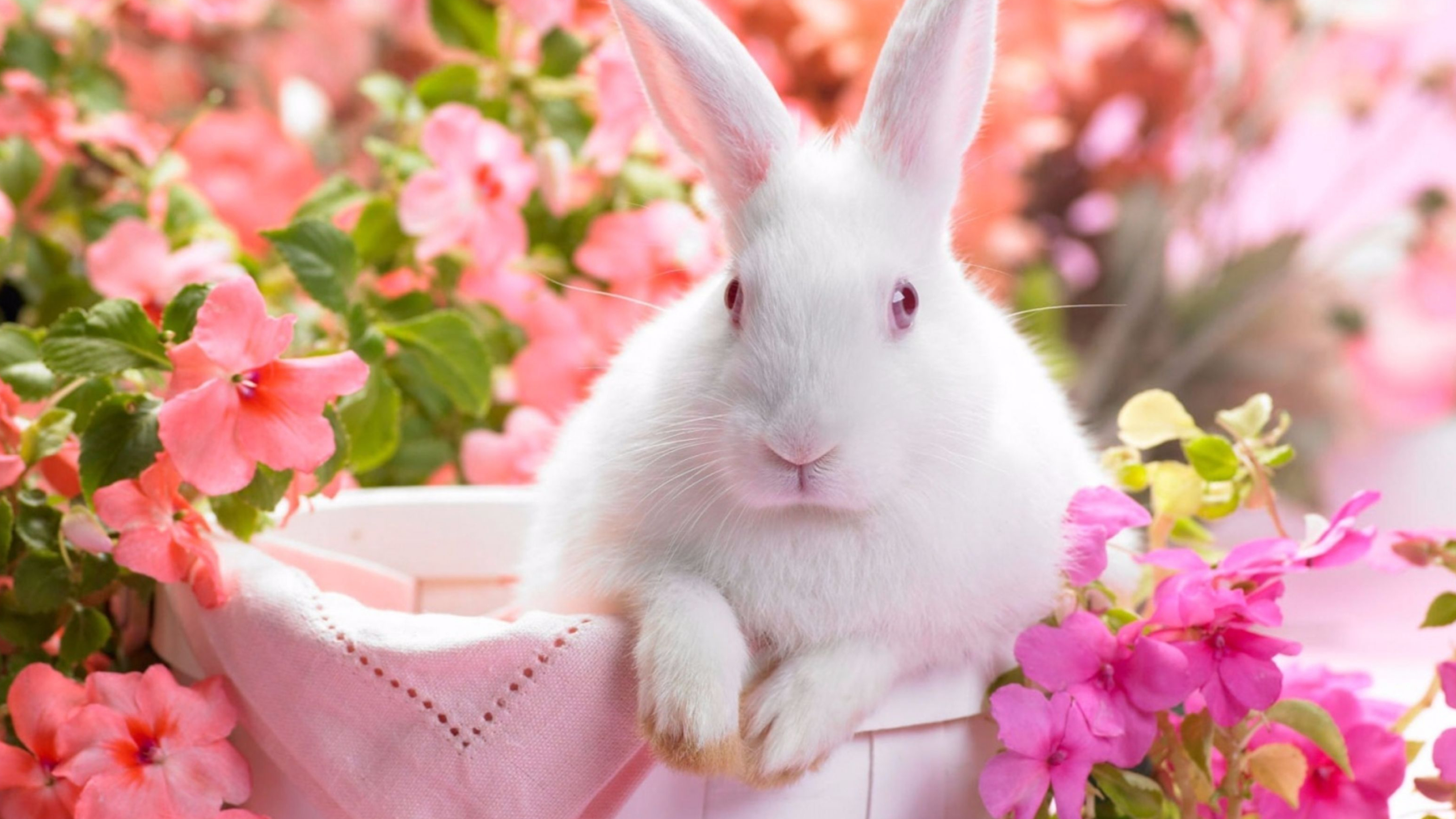3840x2160 White Rabbit Spring 4K wallpaper | Rabbit wallpaper, Rabbit facts, Bunny wallpaper