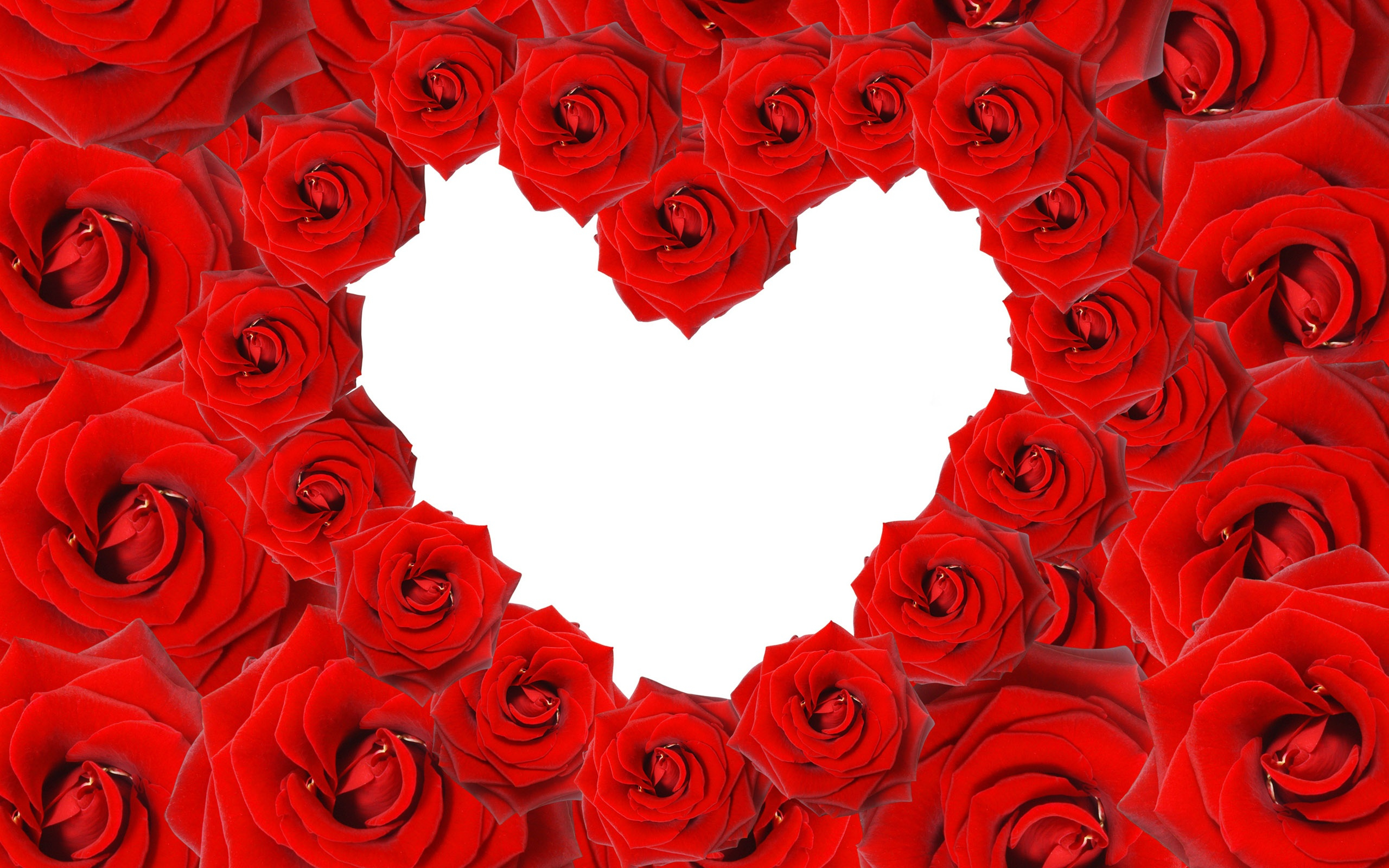 2560x1600 red rose hd Clip Art Library