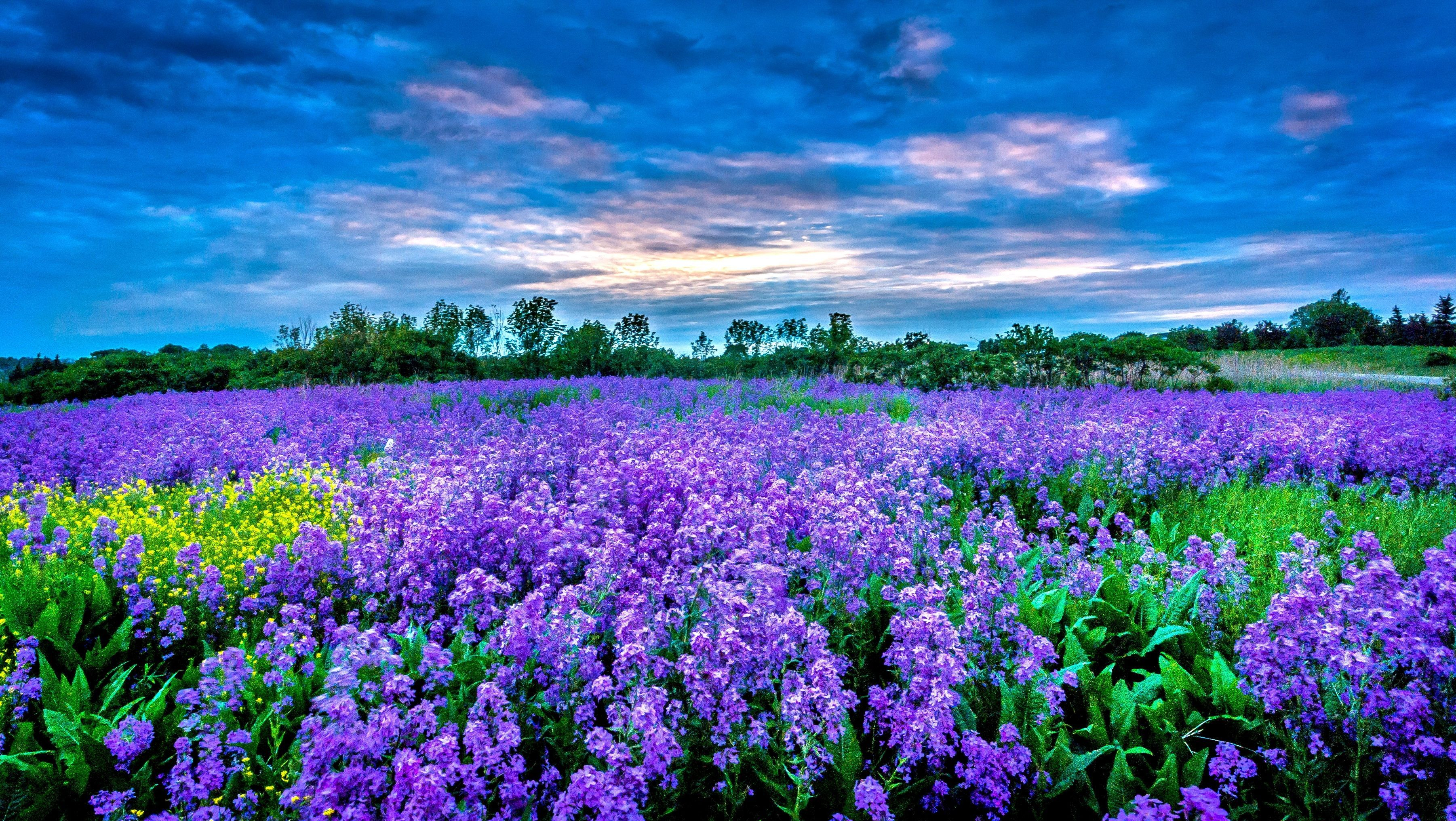 3603x2032 Picture of field of purple flowers Google Search | Flower field, Landscape, Purple flowers wallpaper