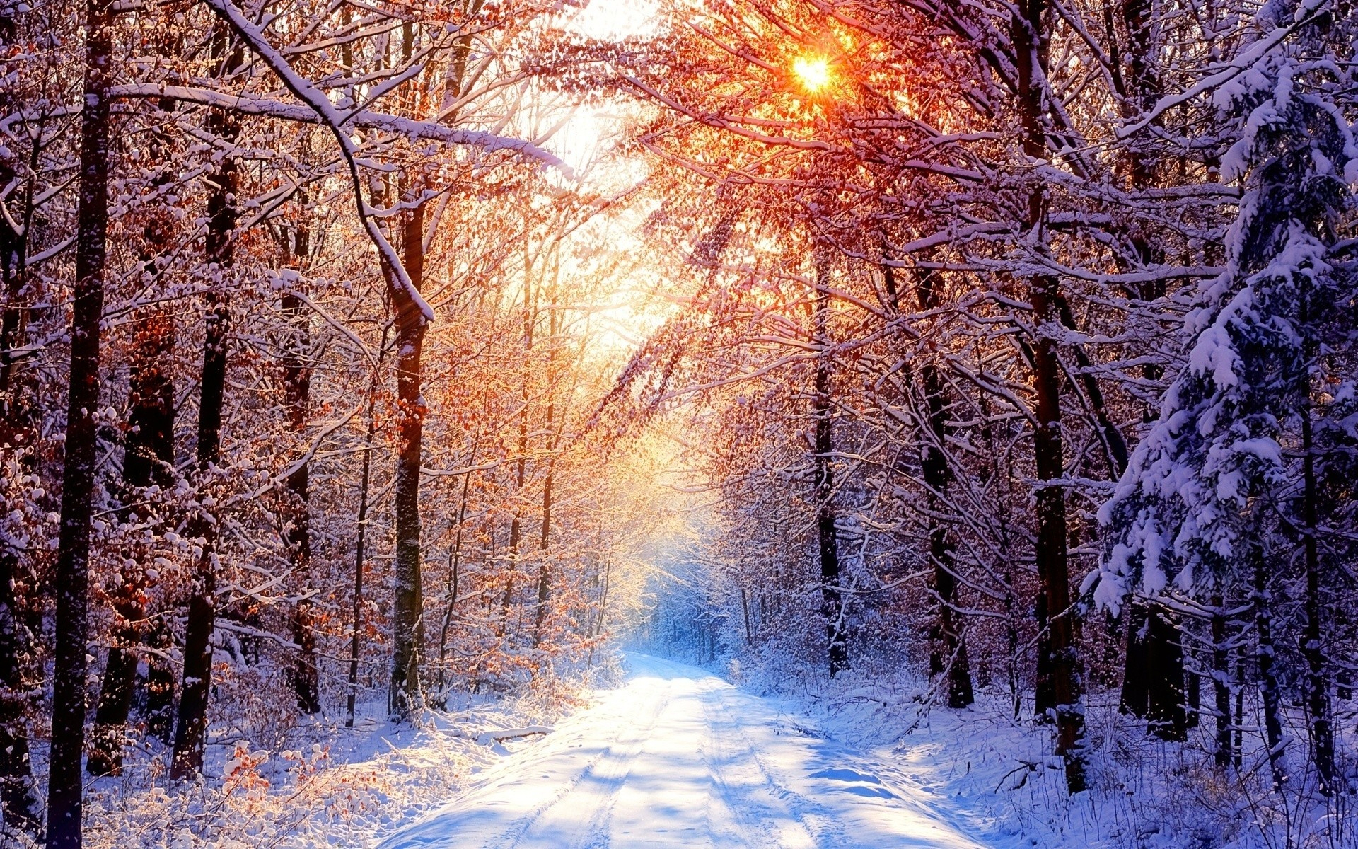 1920x1200 Pretty Winter Trees Wallpapers