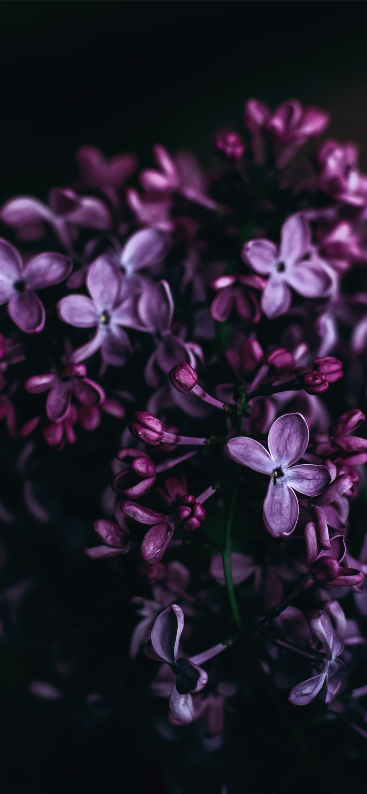 1242x2688 purple flowers iPhone X Wallpapers Free Download
