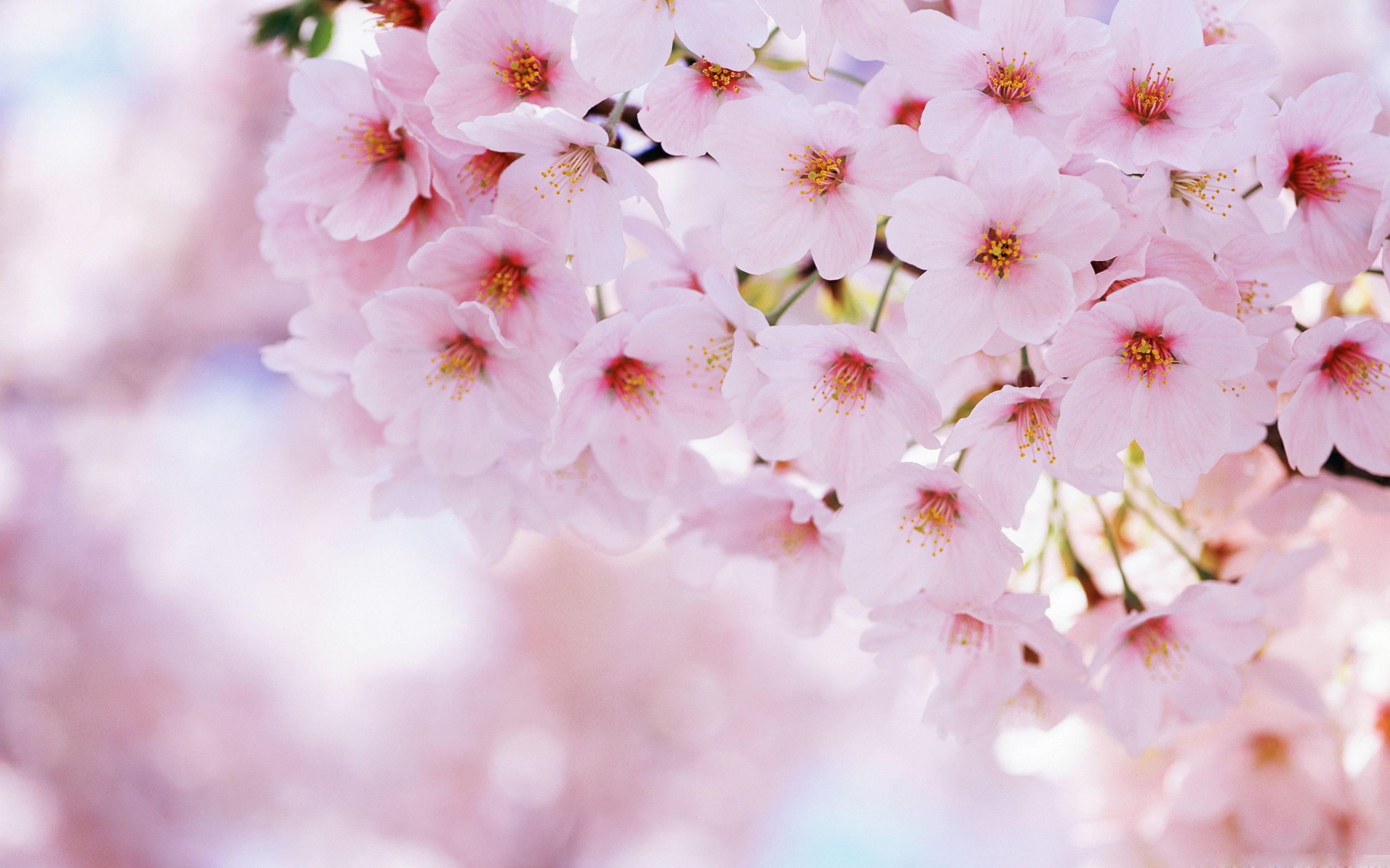 2880x1800 Cherry blossom wallpaper, Wallpaper nature flowers, Pink blossom tree
