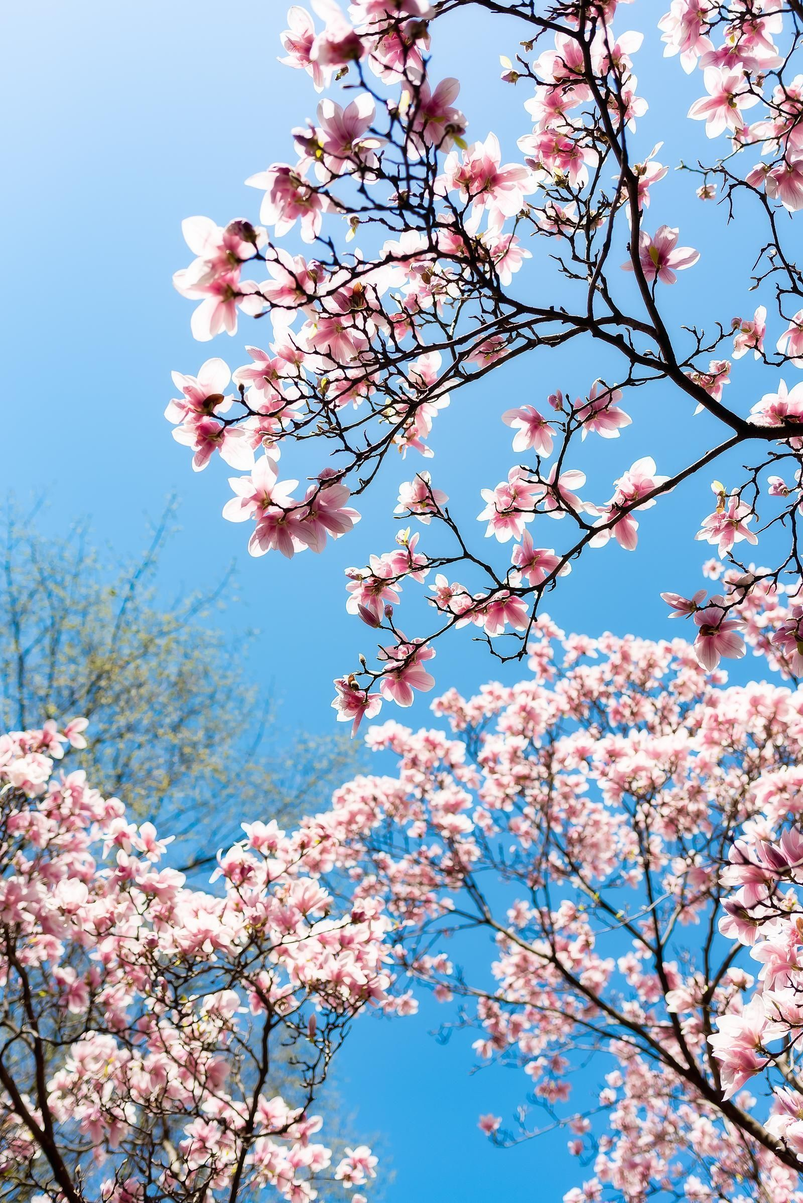 1600x2397 Asthetic Spring Flowers Wallpapers