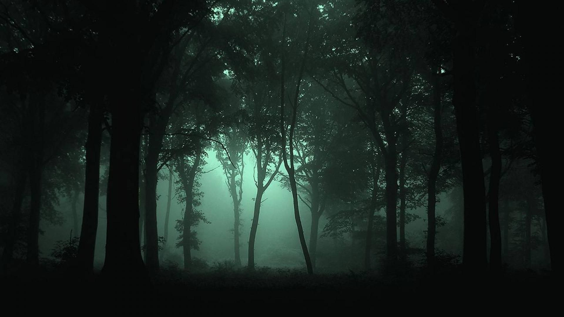 1920x1080 dark forest Google Search | Foggy forest, Dark forest, Forest wallpaper