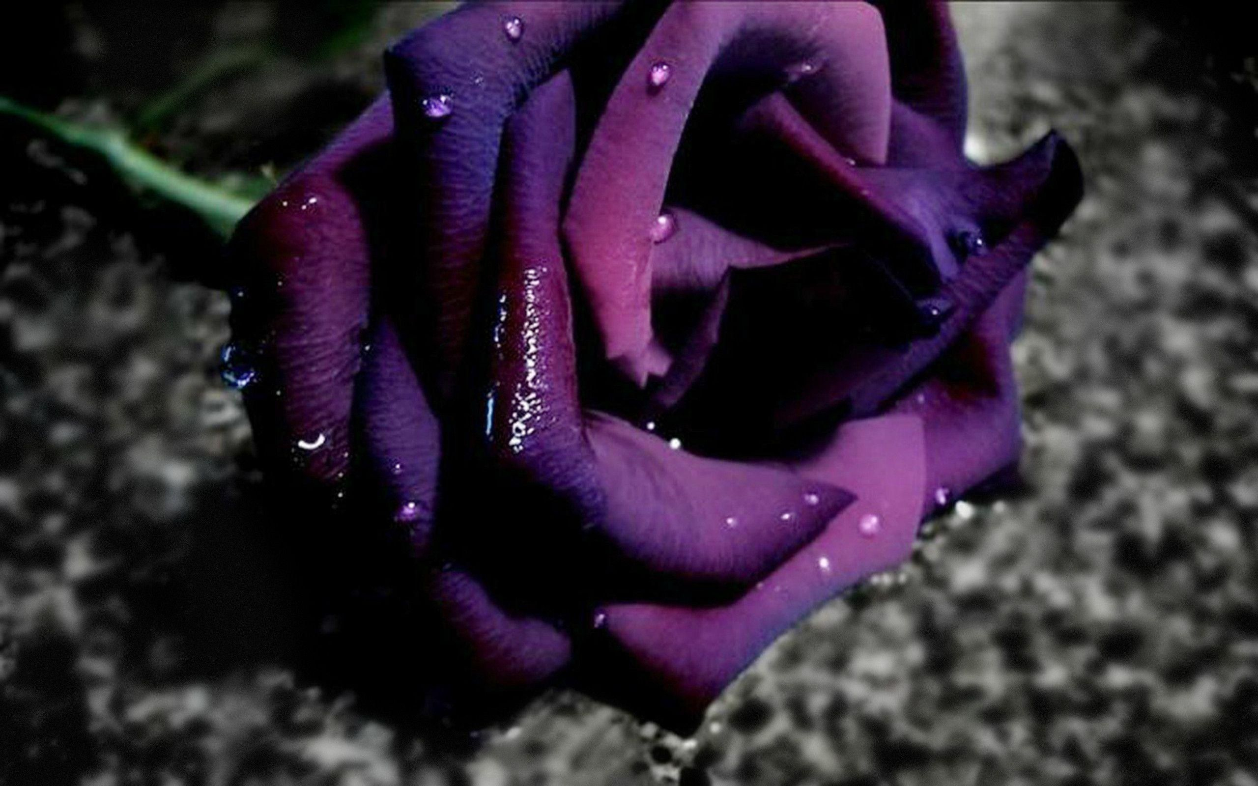 2560x1600 Purple Rose Wallpapers Full HD wallpaper search | Purple roses, Purple roses wallpaper, Rose wallpaper