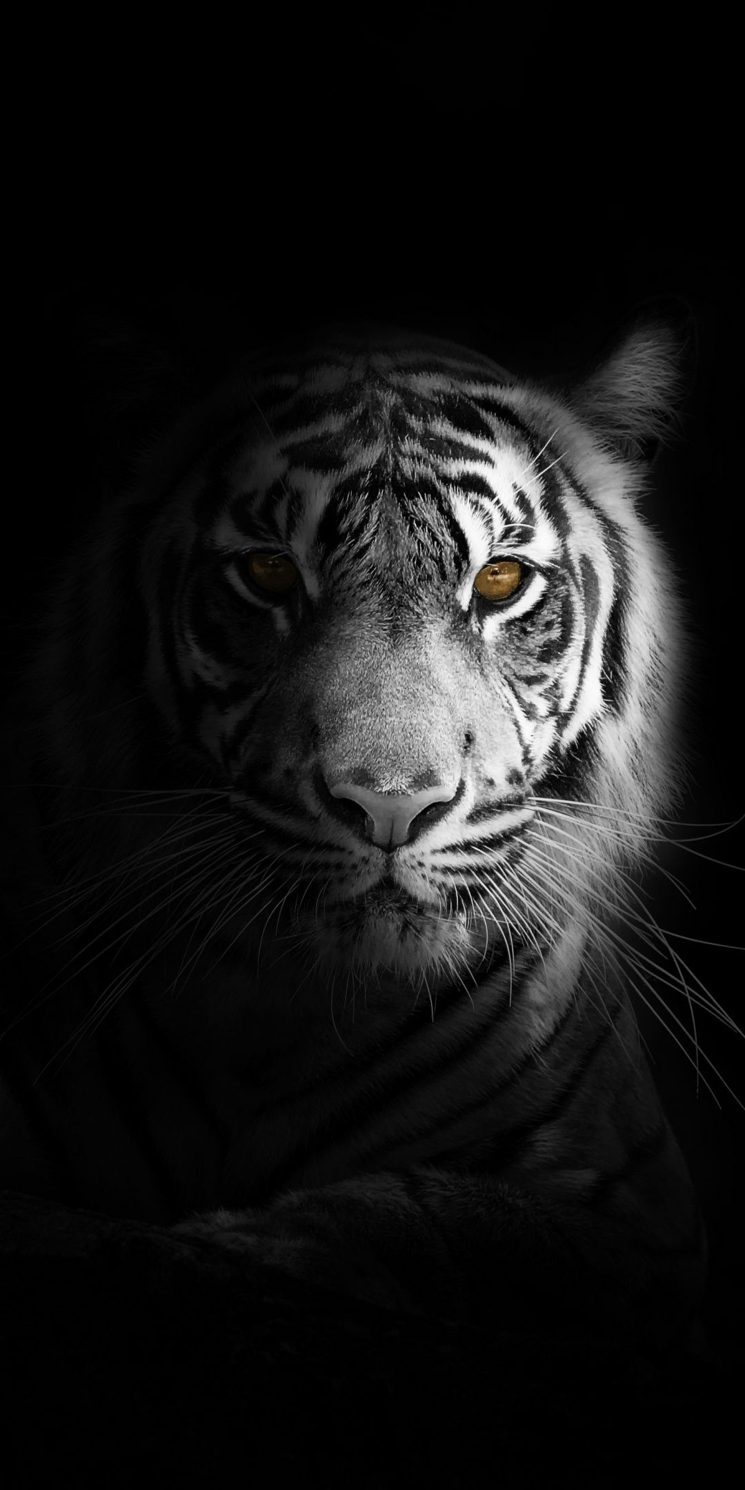 1080x2160 Portrait, minimal, white tiger, dark Wallpaper | Tiger wallpaper iphone, Tiger photography, Tiger pictures