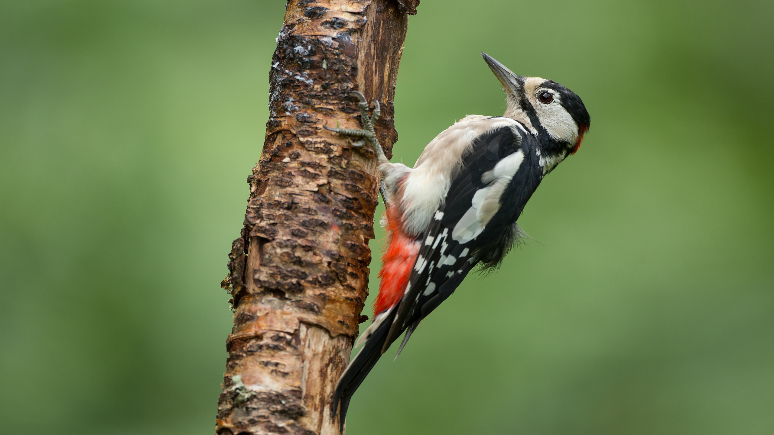 2560x1440 Download wallpaper background, tree, bird, woodpecker, section animals in resoluti