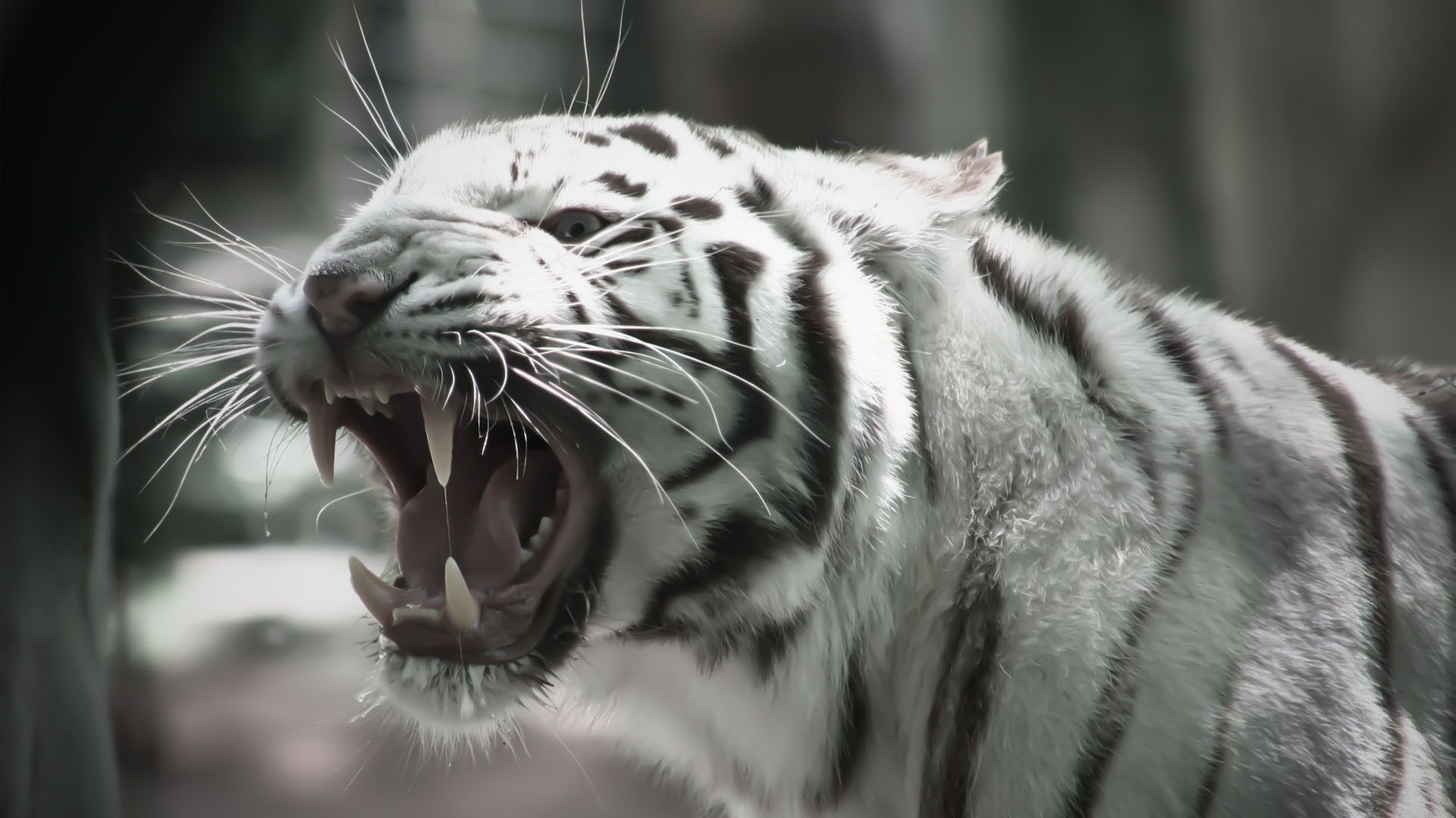 1920x1080 White Tiger Art Wallpapers Top Free White Tiger Art Backgrounds