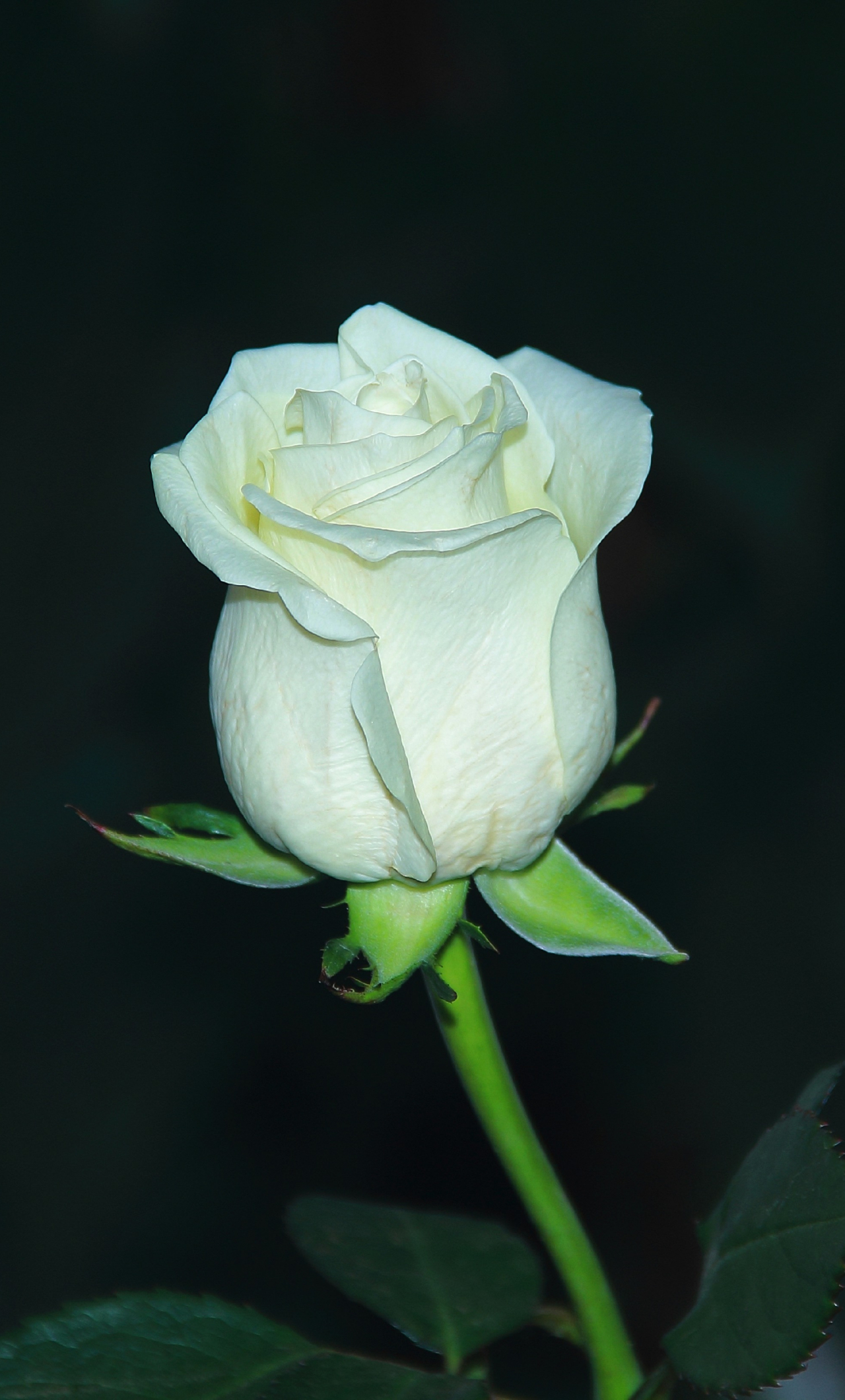 1280x2120 Download white rose, bud, flower, portrait wallpaper, iphone 6 plus, hd image, background, 2230