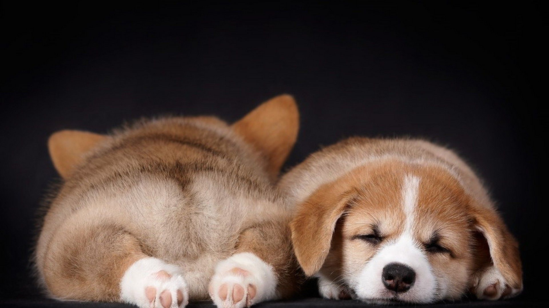 1920x1080 Pictures Of Puppies Wallpaper For Desktop | Best HD Wallpapers | Cute puppy pictures, Corgi, Sleeping puppies