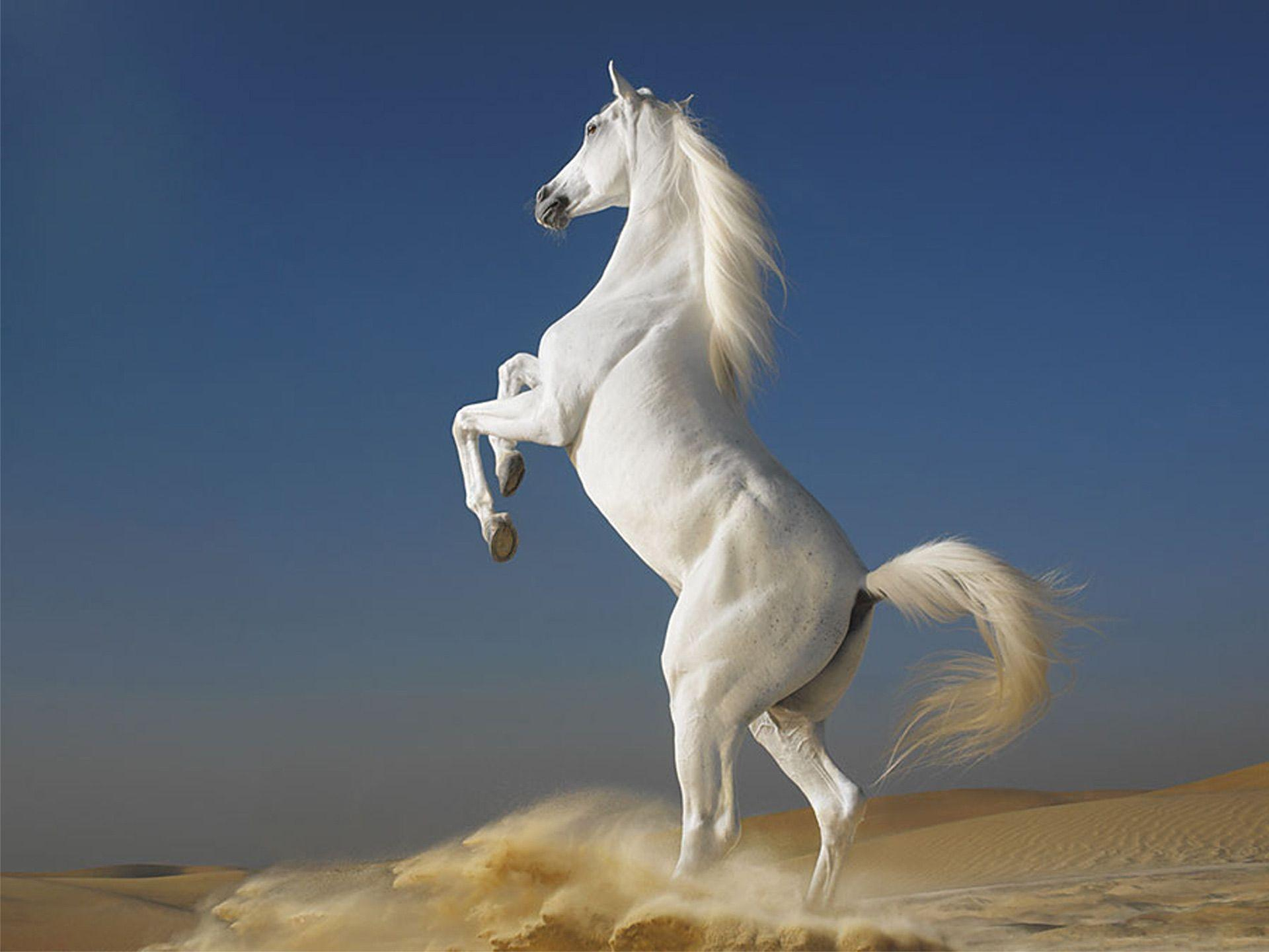 1920x1440 HD White Horse Wallpapers