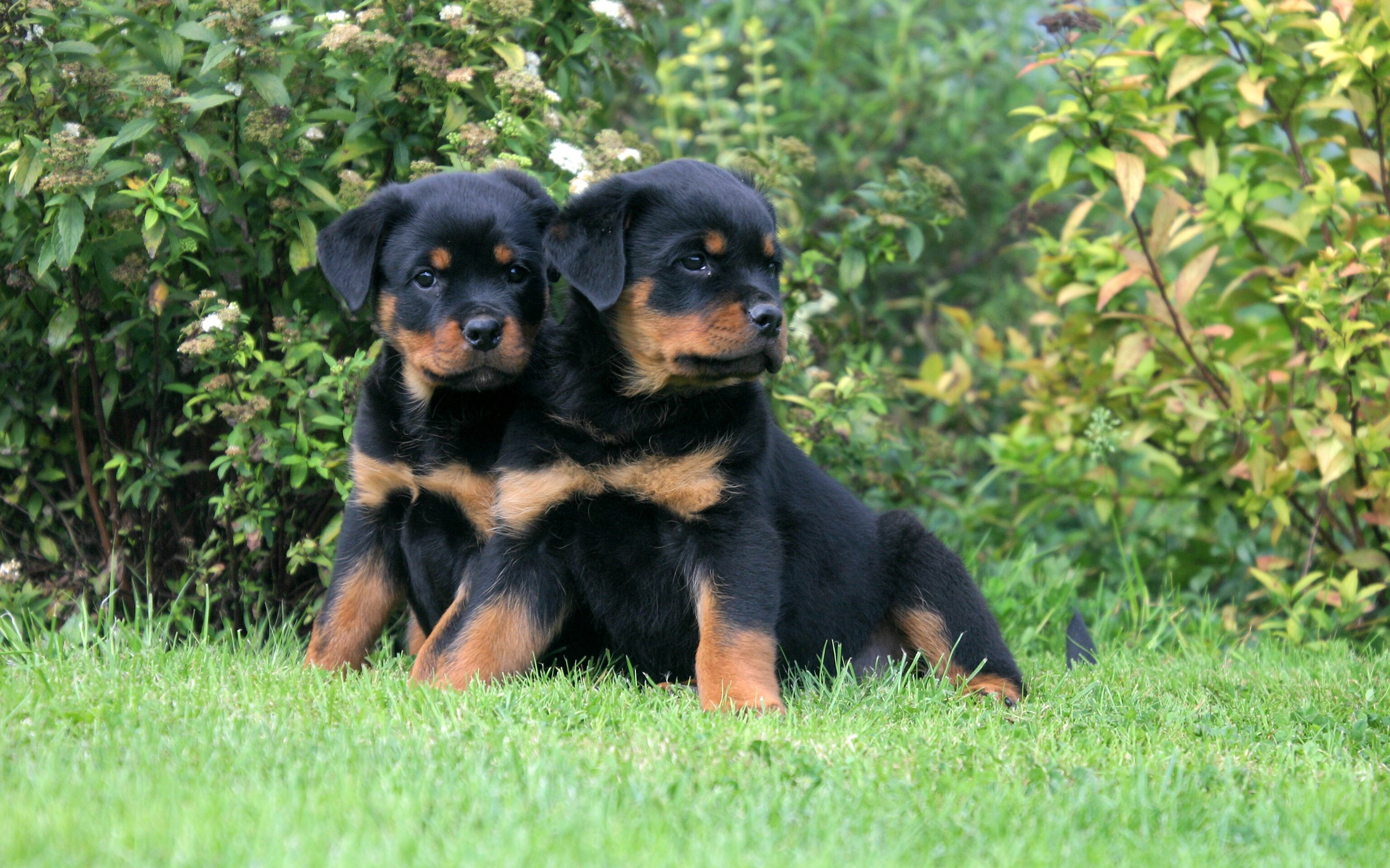 2560x1600 50+ Rottweiler HD Wallpapers and Backgrounds