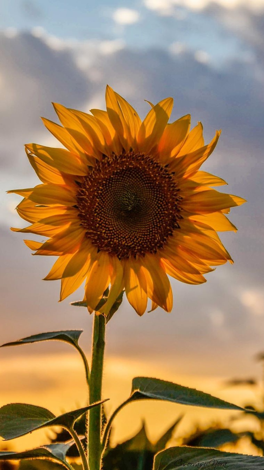 1080x1920 Sunflower Wallpapers Top 30 Best Sunflower Wallpapers Download