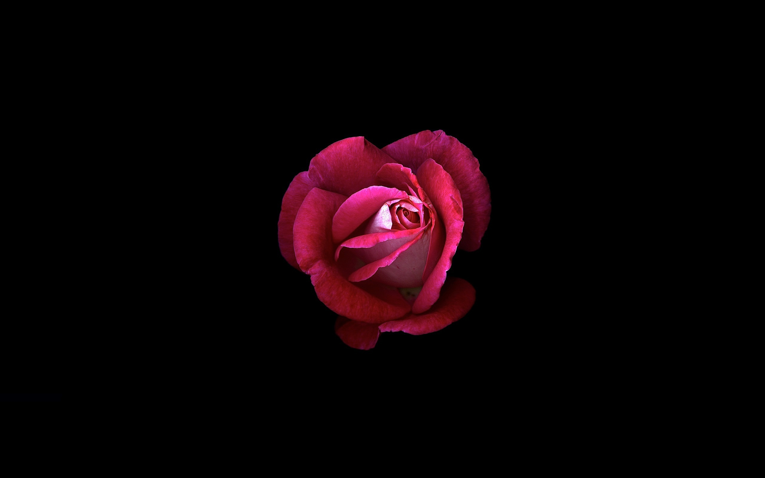 2560x1600 Rose HD Wallpaper