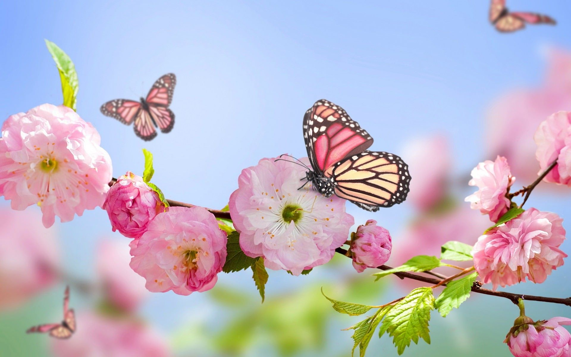 1920x1200 Spring Flowers Wallpapers Top Free Spring Flowers Backgrounds