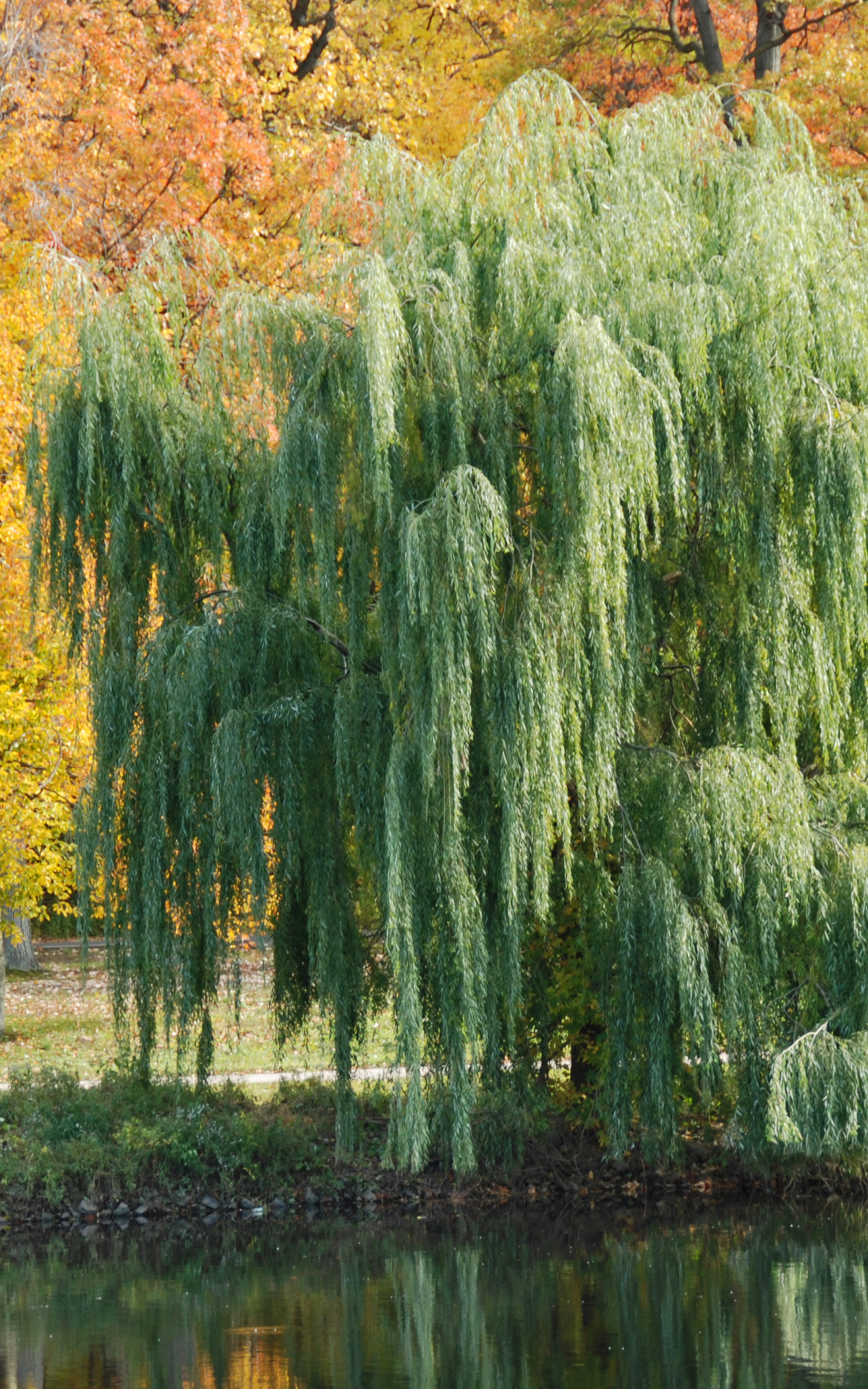 1200x1920 Free download weeping willow tree weeping willow tree drawings weeping willow [3872x2592] for your Desktop, Mobile \u0026 Tablet | Explore 48+ Weeping Willow Tree Wallpaper | Willow Tree Wallpaper