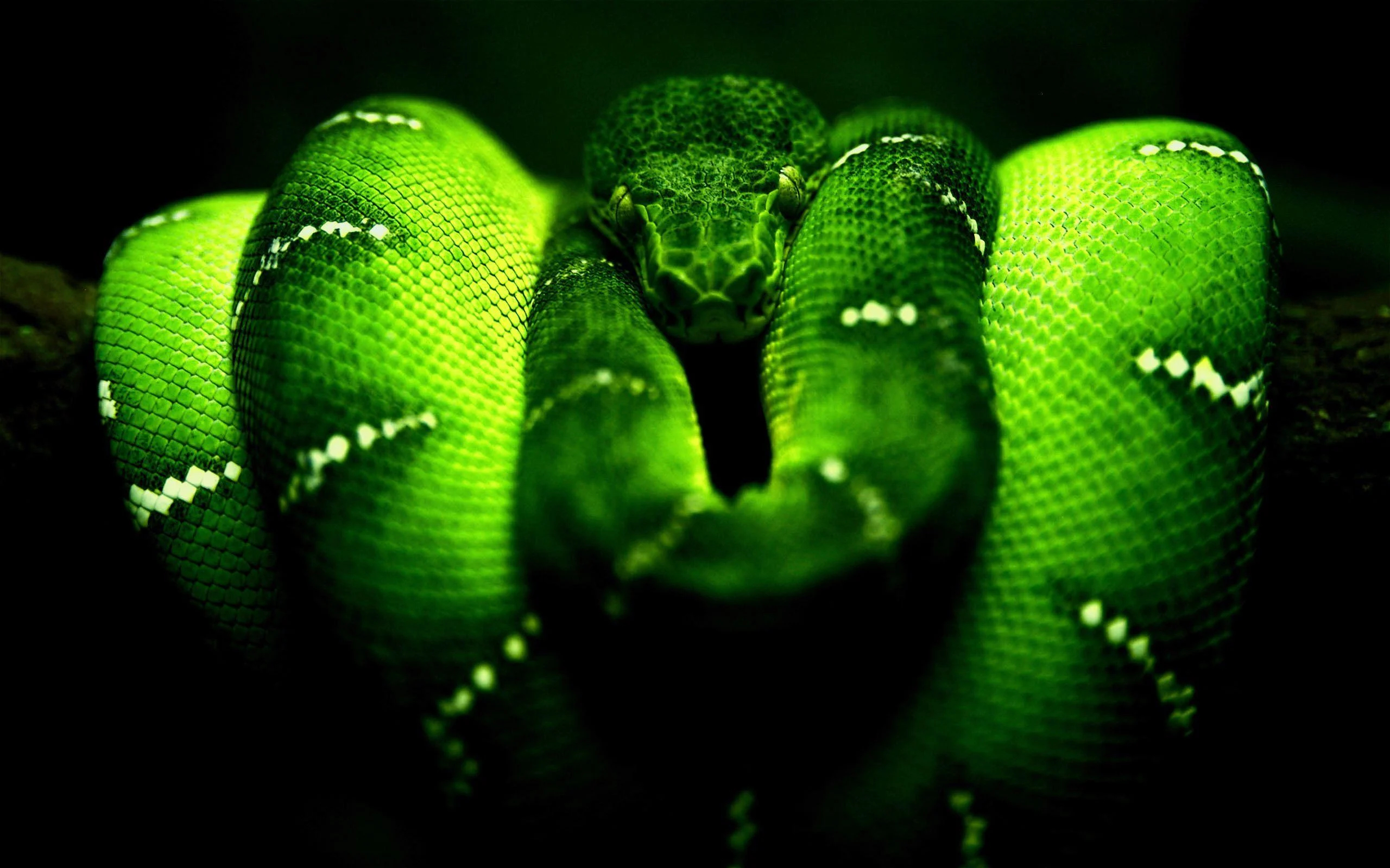 2560x1600 Green Snake Wallpapers Top Free Green Snake Backgrounds