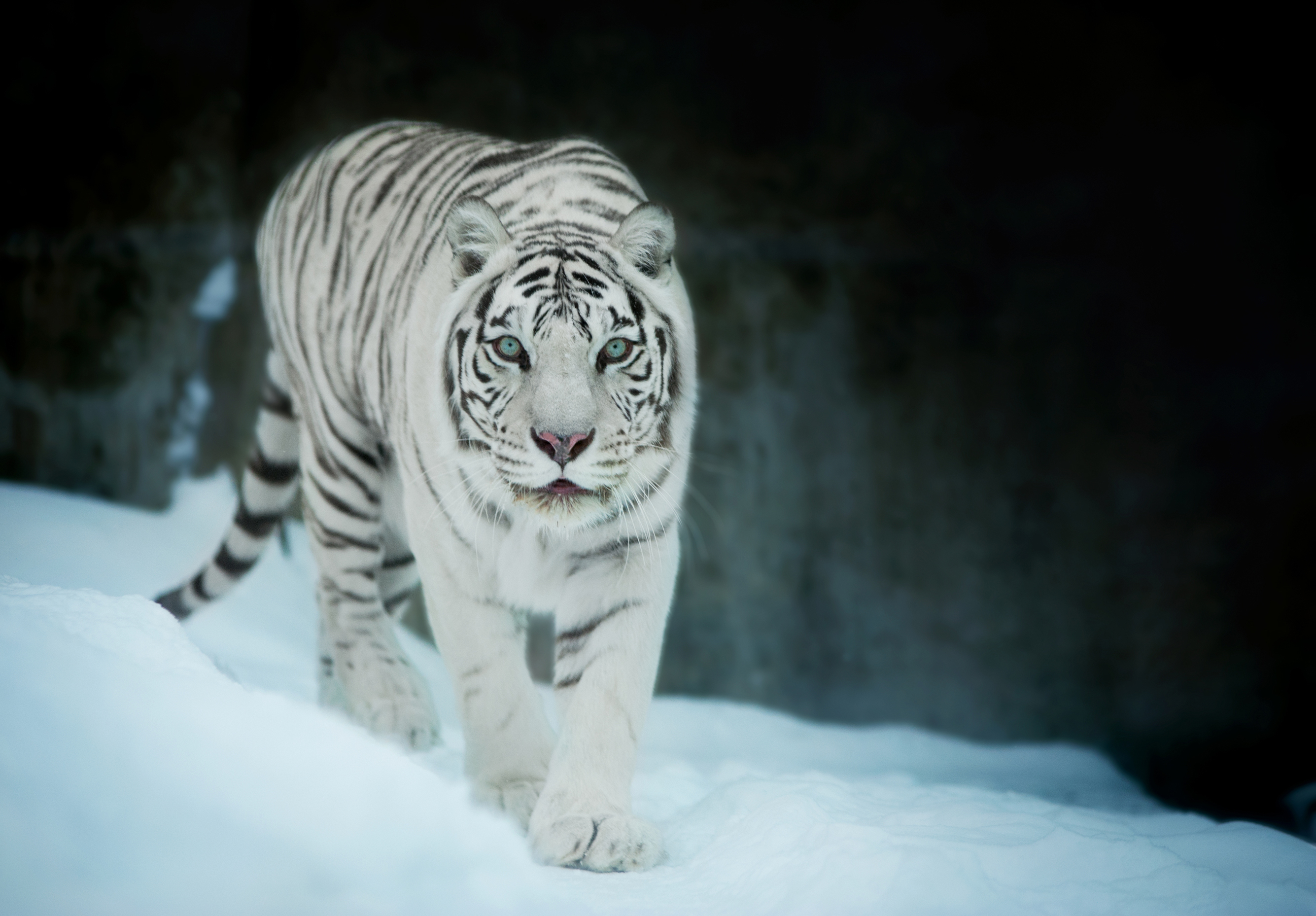 2670x1858 White Tiger In Snow, HD Animals, 4k Wallpapers, Images, Backgrounds, Photos and Pictures