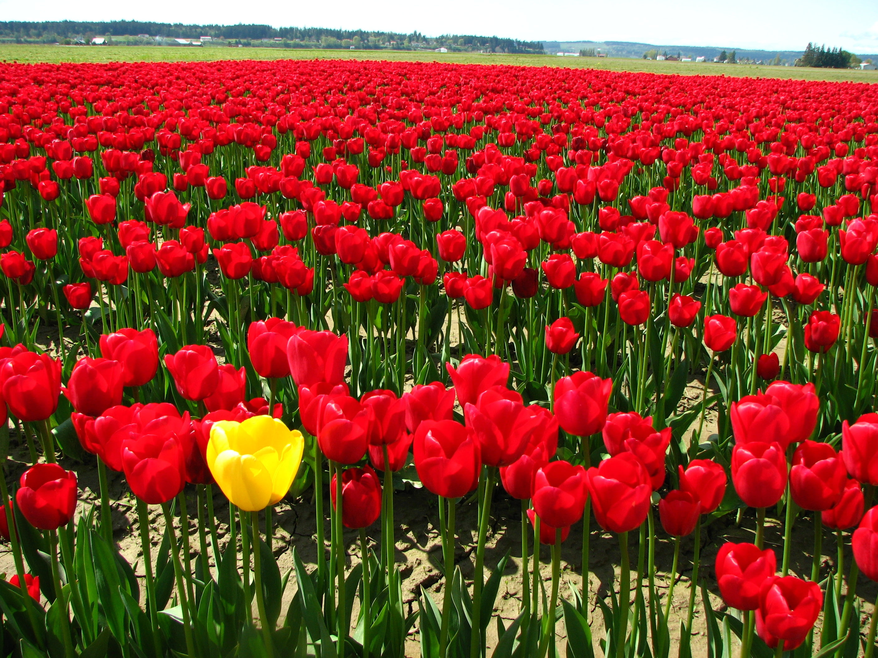 2816x2112 Yellow and red Tulip flowers HD wallpaper