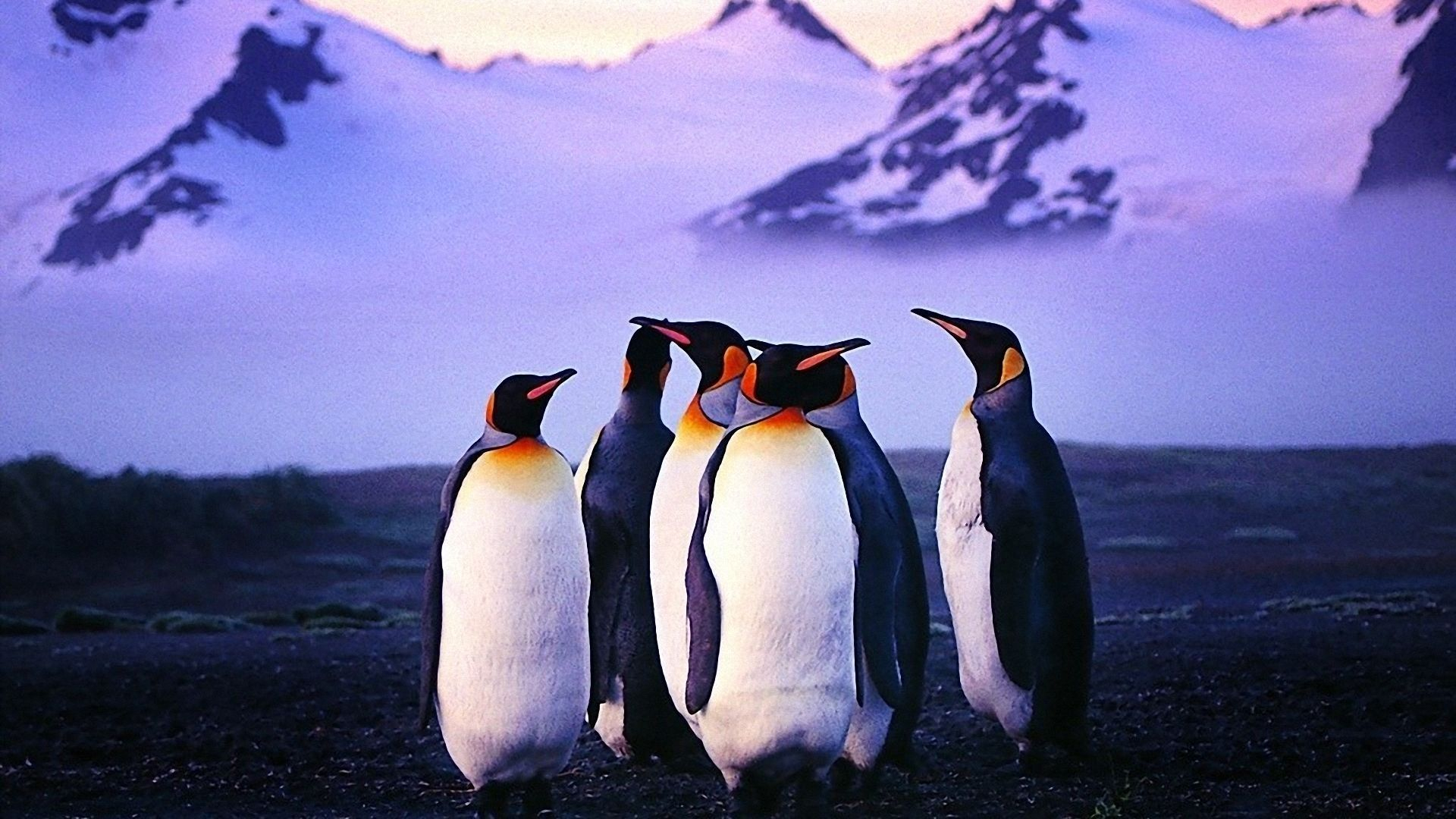 1920x1080 penguin pictures free for desktop | Penguin wallpaper, Penguins, Penguin images