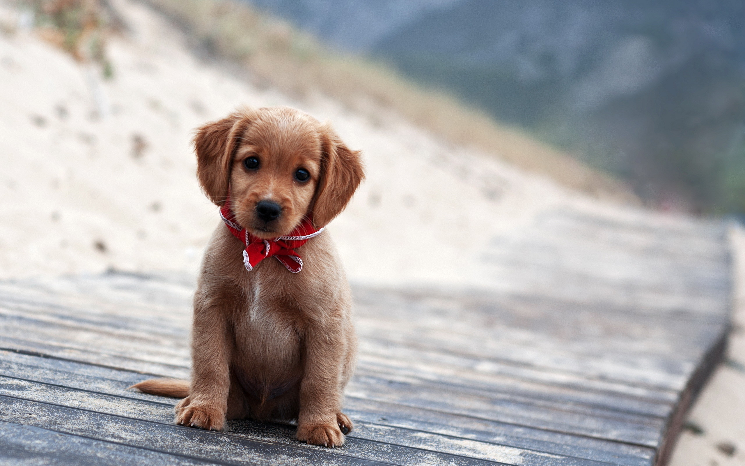 2560x1600 Puppy Wallpaper for Computer (60+ pictures
