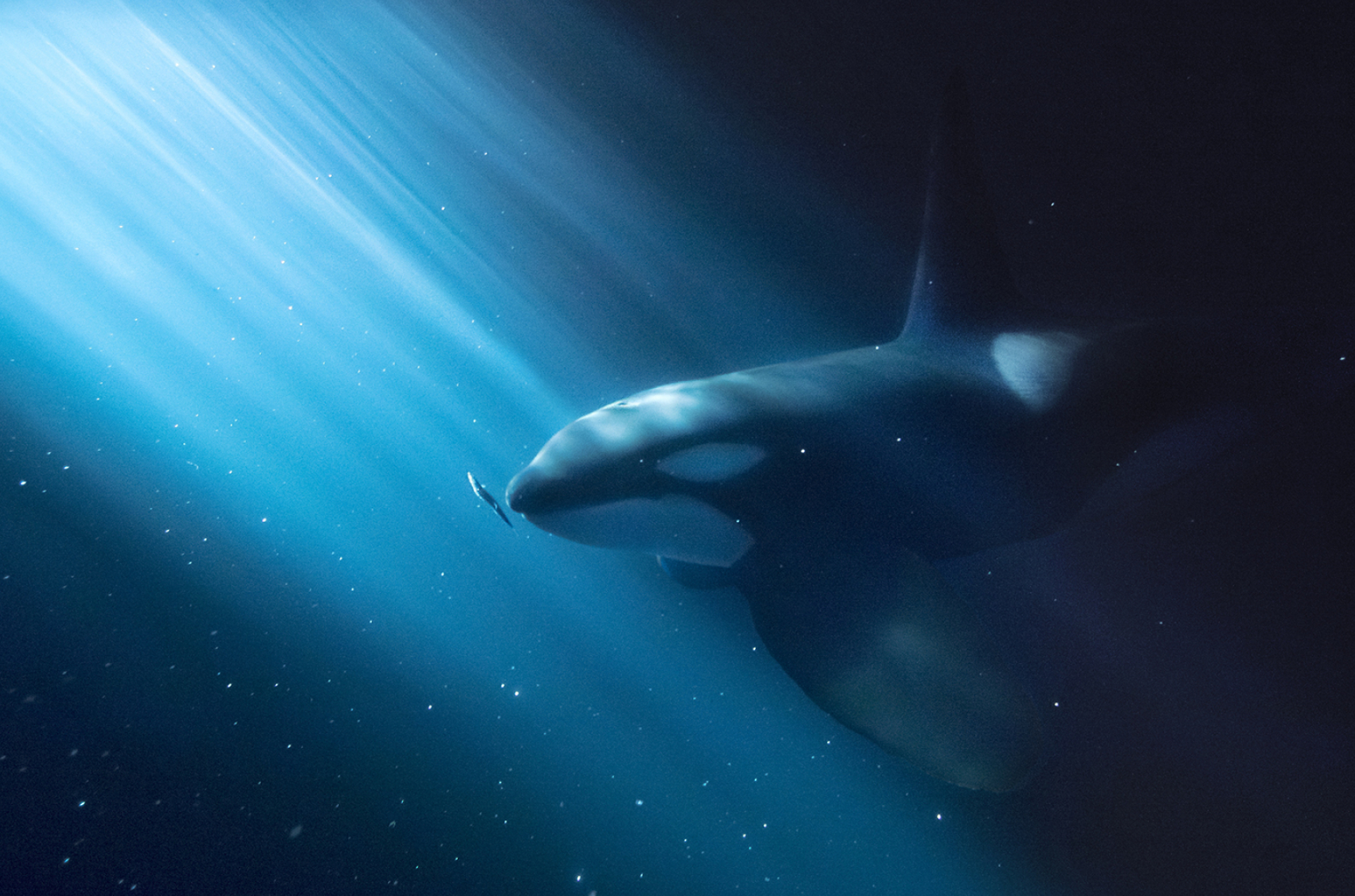 1920x1270 orca wallpaper screensaver wildlife photography exhibit at houston museum of natural science | Houston Museum Of Natural Science