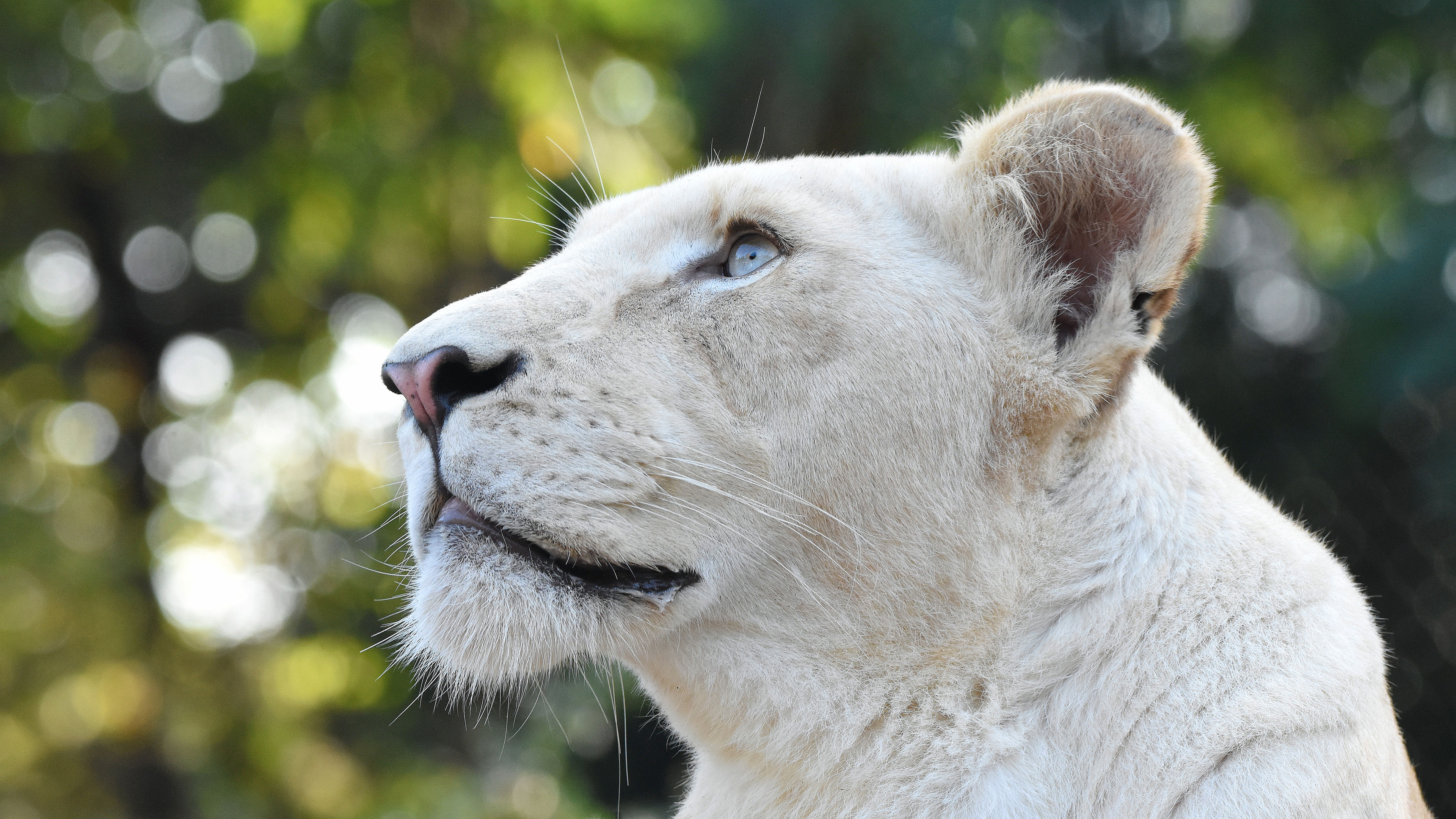 3840x2160 White Lion Head 4k, HD Animals, 4k Wallpapers, Images, Backgrounds, Photos and Pictures