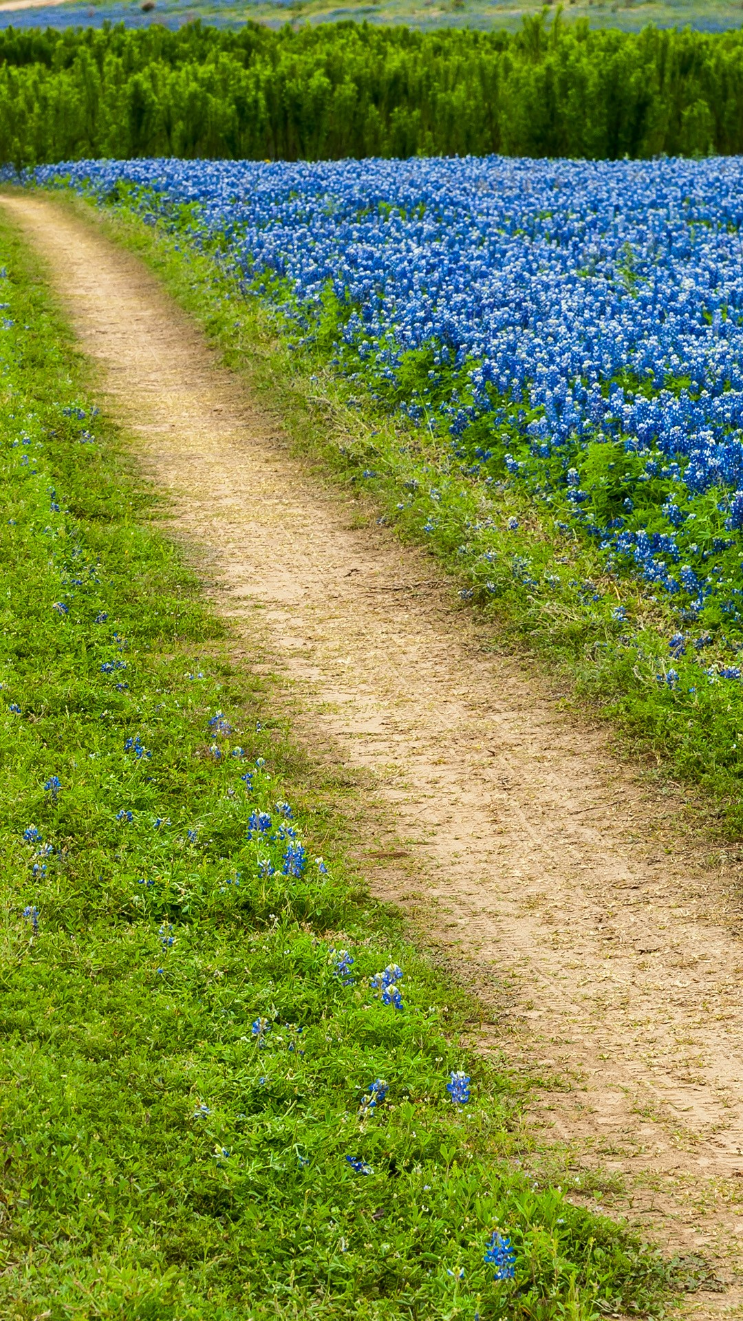 1080x1920 Texas bluebonnet wildflowers field with road, Muleshoe Bend Recreation Area, USA | Windows 10 Spotlight Images