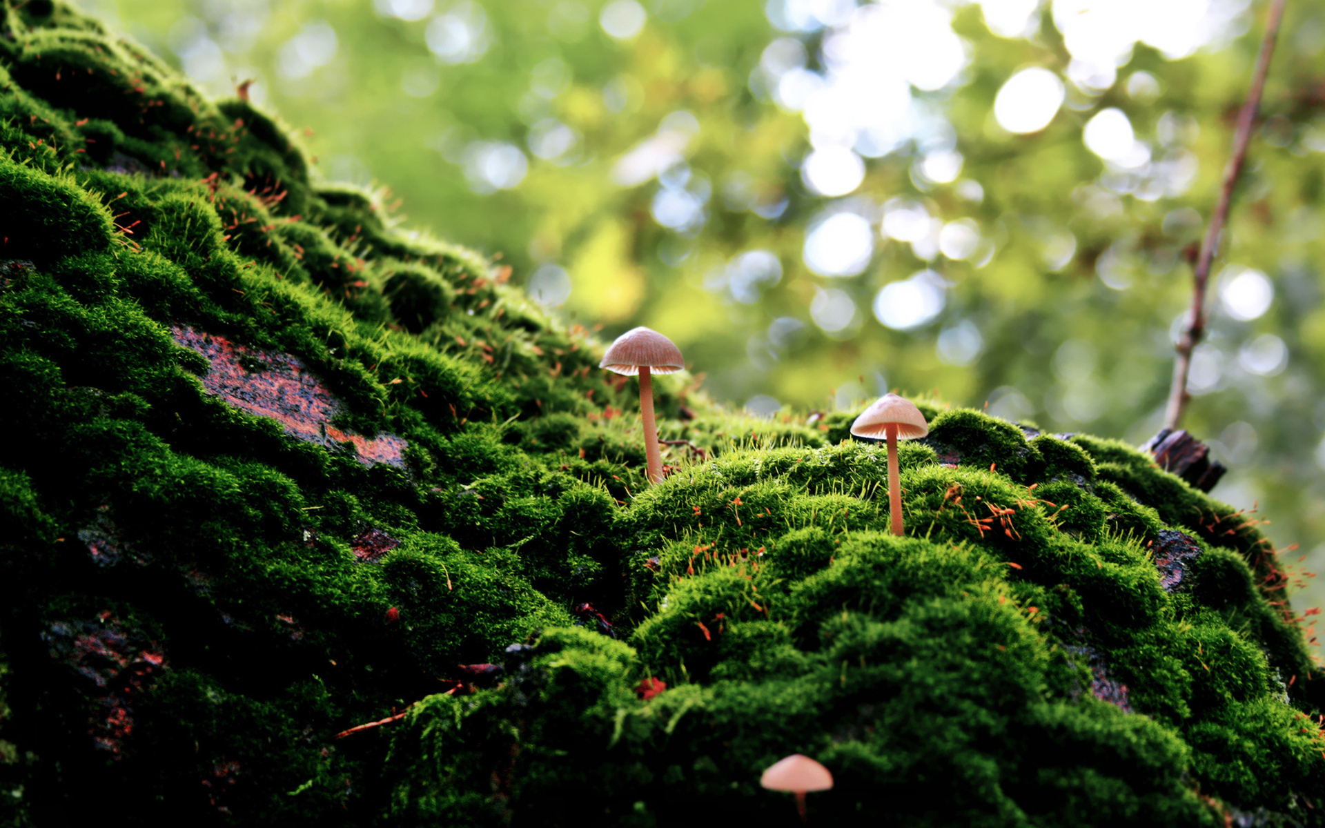 1920x1200 690+ Mushroom HD Wallpapers and Backgrounds