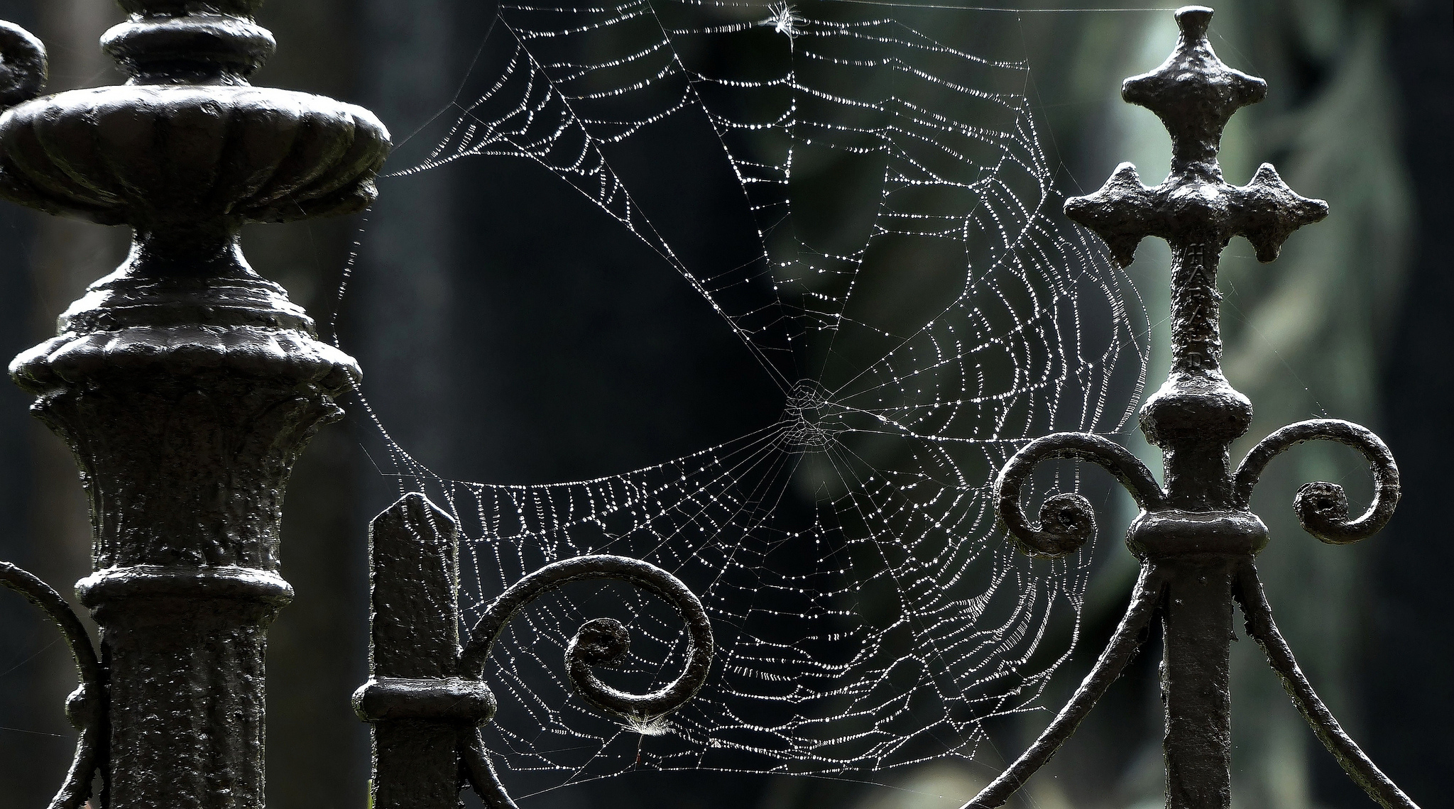 2048x1140 Free download The Day it Rained Spiders CryBytes [] for your Desktop, Mobile \u0026 Tablet | Explore 73+ Spider Web Wallpaper | HD Spider Wallpaper, Spider Web Wallpaper HD, Spider Web Wallpaper for Walls