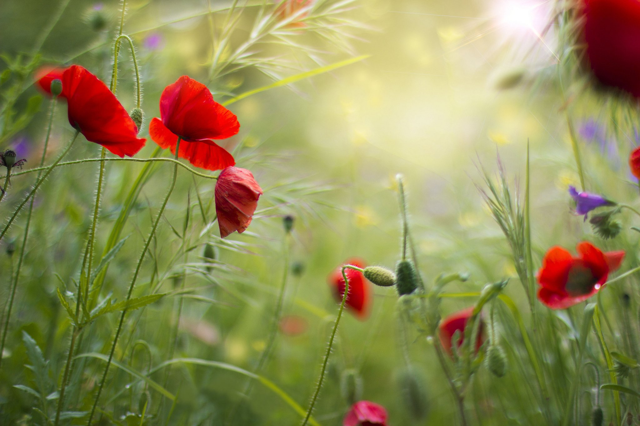 2048x1365 red, Grass, Field, Flowers, Poppies, Summer, Poppy Wallpapers HD / Desktop and Mobile Backgrounds