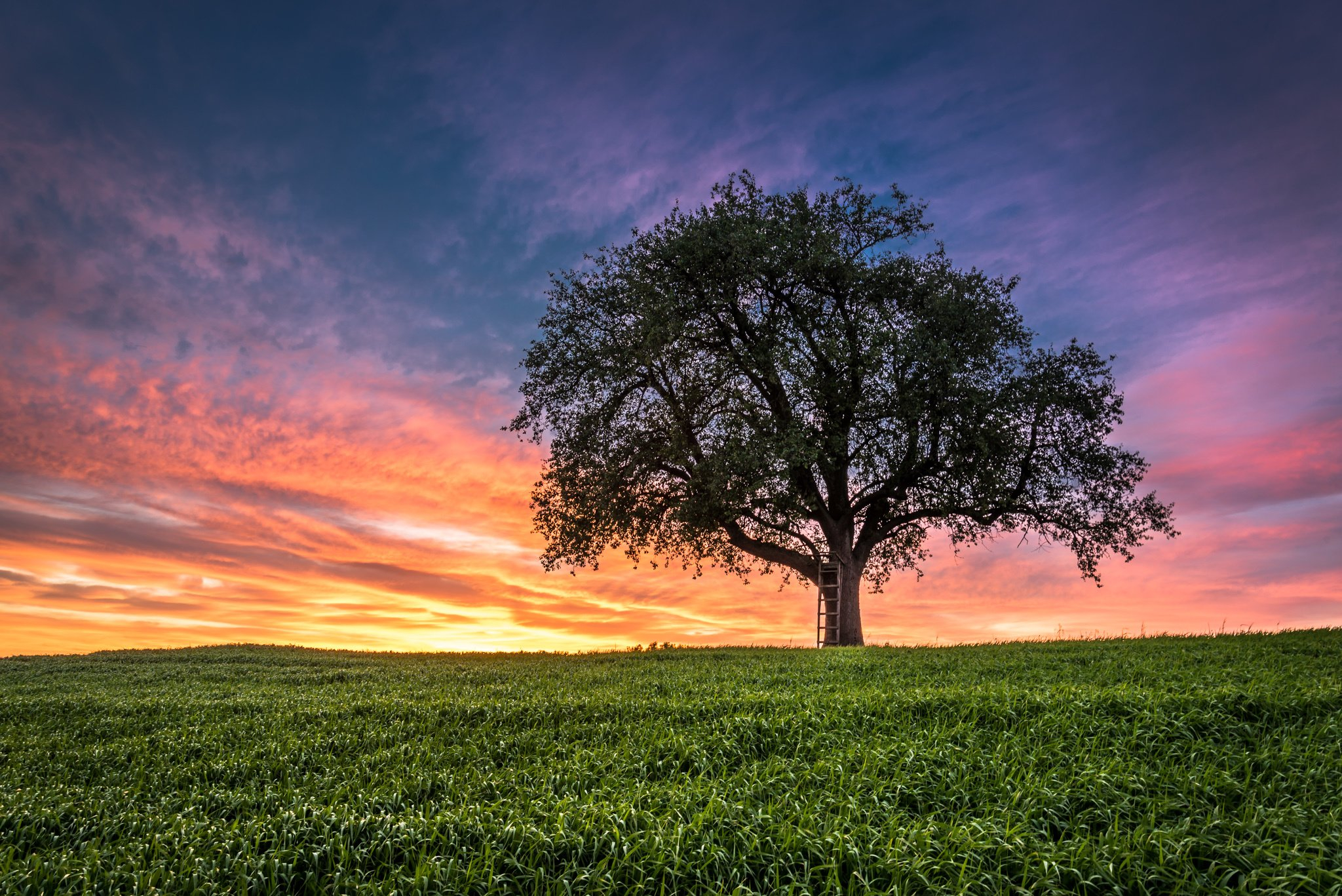 2048x1367 sunset, Field, Tree, Landscape Wallpapers HD / Desktop and Mobile Backgrounds