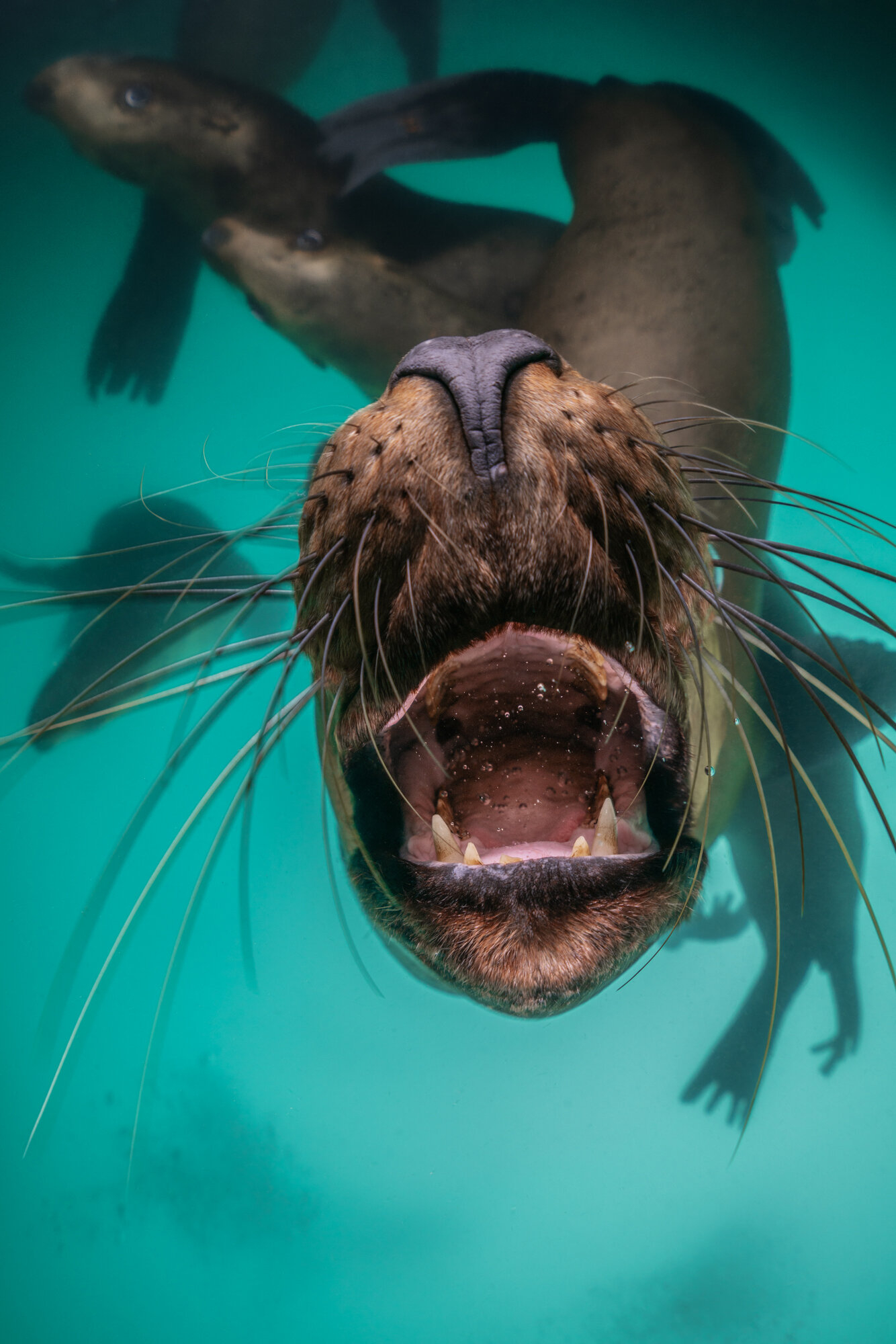 1334x2000 Steller sea lions &acirc;&#128;&#148; Dmitry Kokh underwater and wildlife photographer