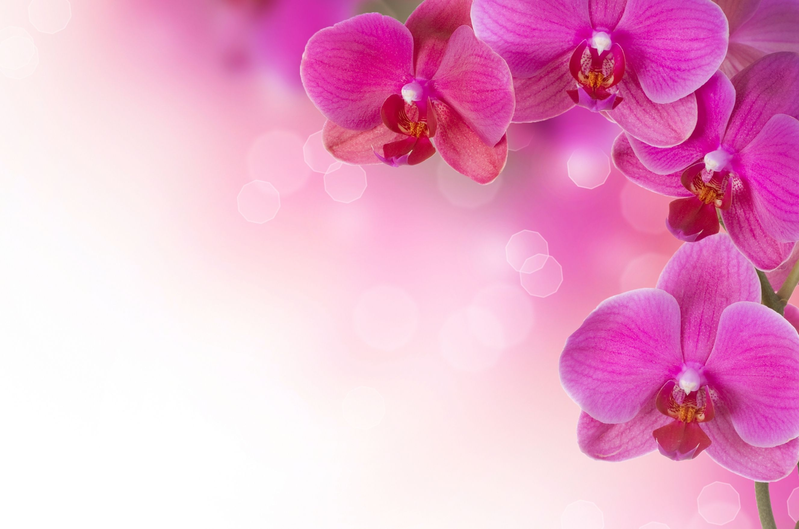 2655x1756 Pink Orchid Wallpapers Top Free Pink Orchid Backgrounds