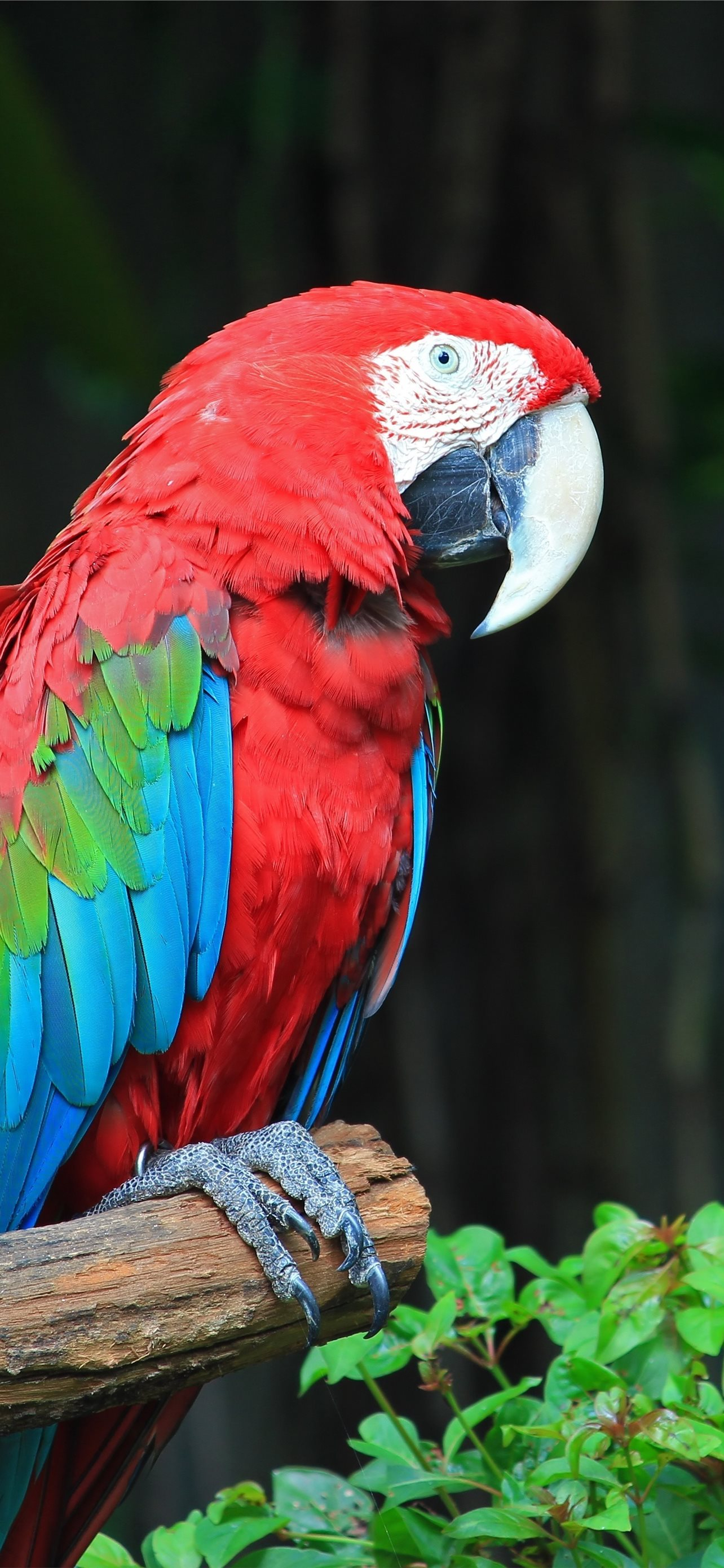 1284x2778 Colorful Parrot Bird on Tree Branch iPhone Wallpapers Free Download