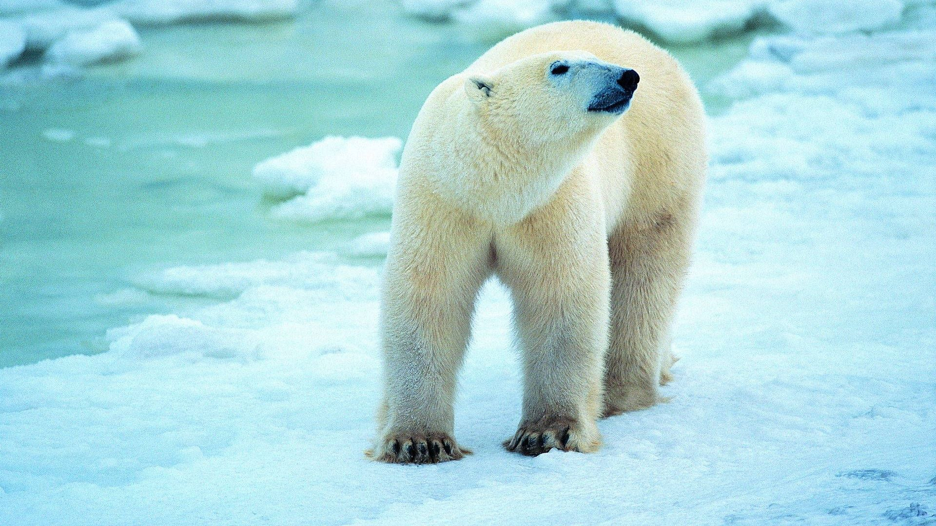 1920x1080 Polar Bear Wallpapers : Top Free Polar Bear Backgrounds, Pictures \u0026 Images Download