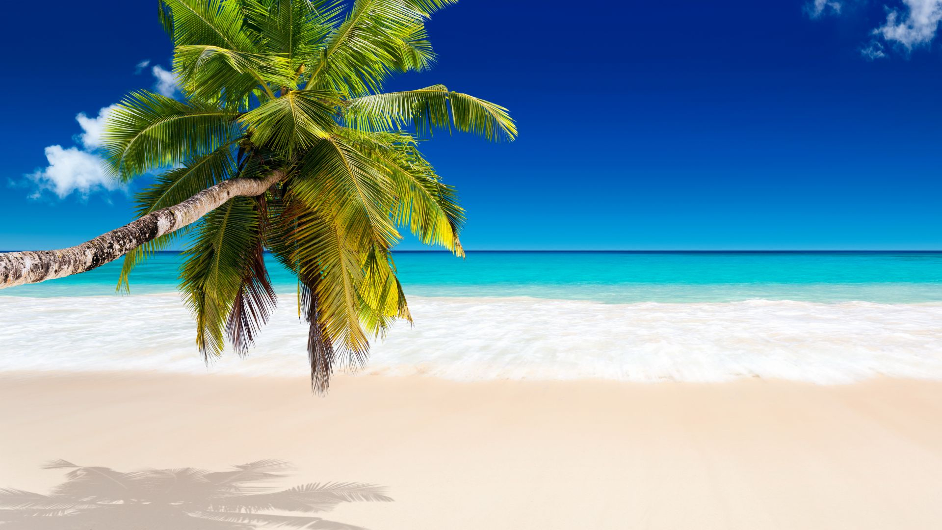1920x1080 Green Palm Tree on White Sand Beach During Daytime Full HD KDE Store