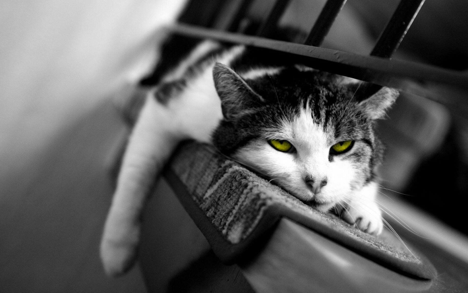 1920x1200 Wallpaper : cat, down, sleepy, tired, black and white wallhaven 1057591 HD Wallpapers