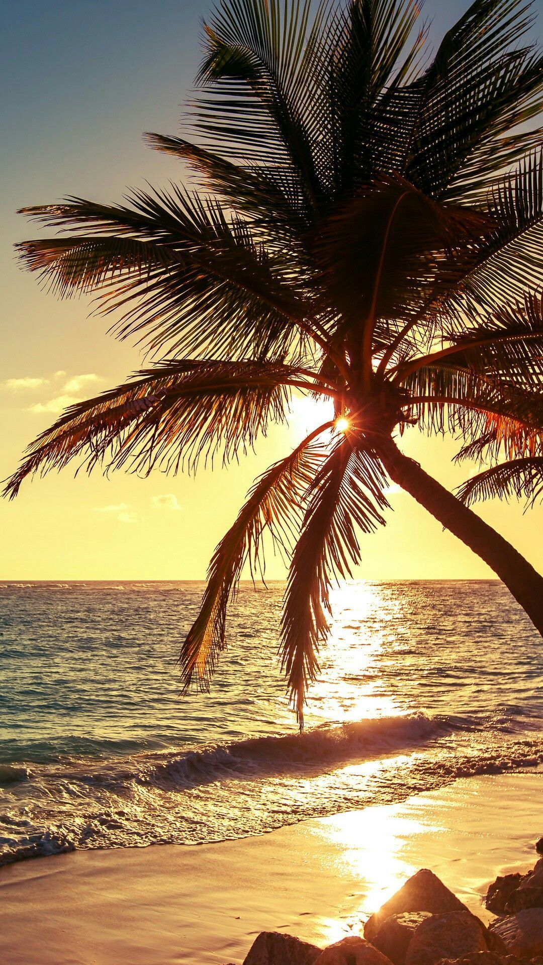 1080x1920 Summer Beach Palm Tree Wallpapers Top Free Summer Beach Palm Tree Backgrounds